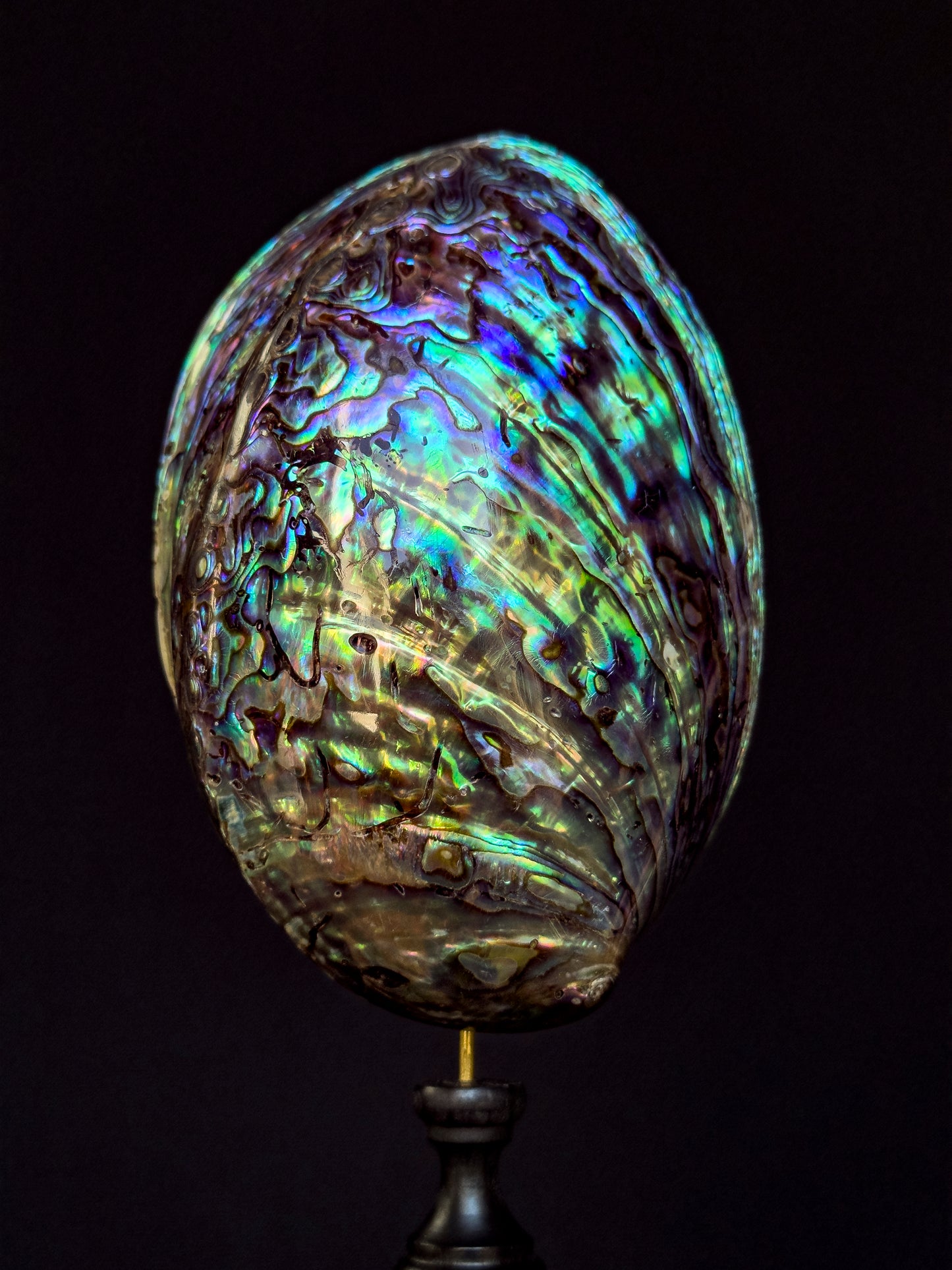 Haliotis Iris paua on turned wooden base