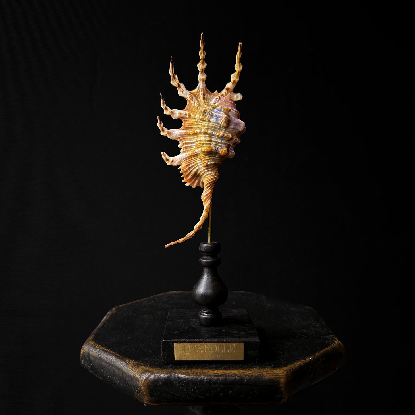 Lambis scorpius on turned wooden base