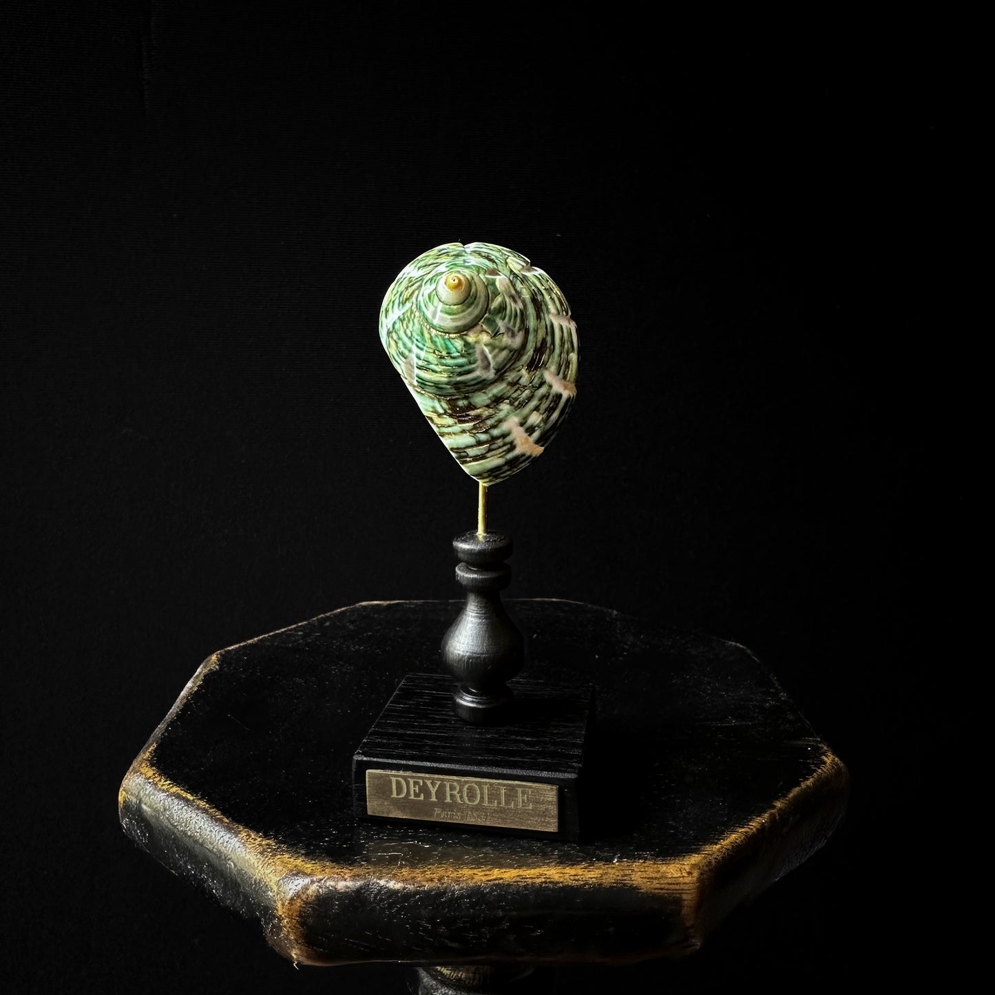 Turbo Green polished on turned wooden base