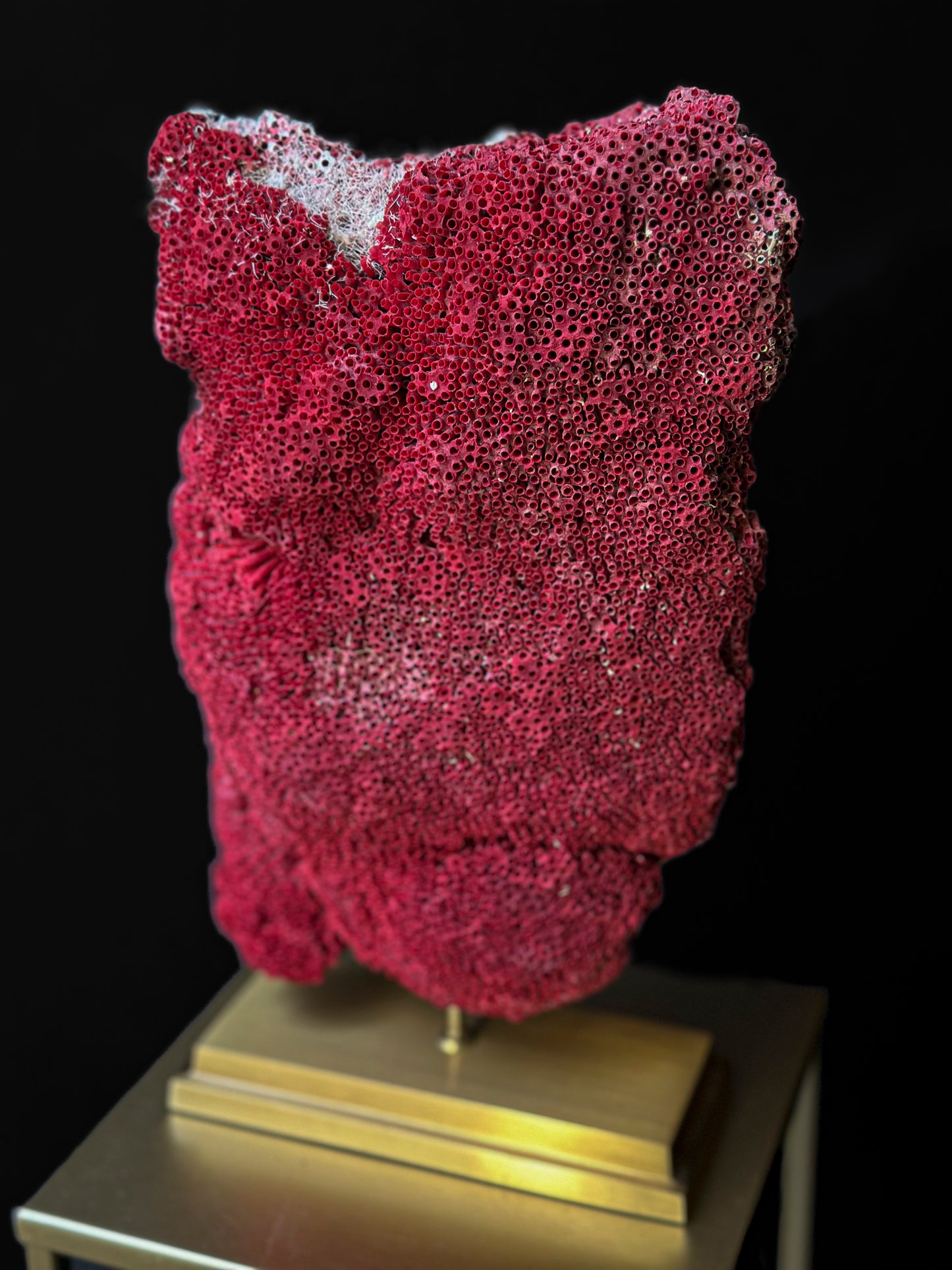 Corail Tubipora musica