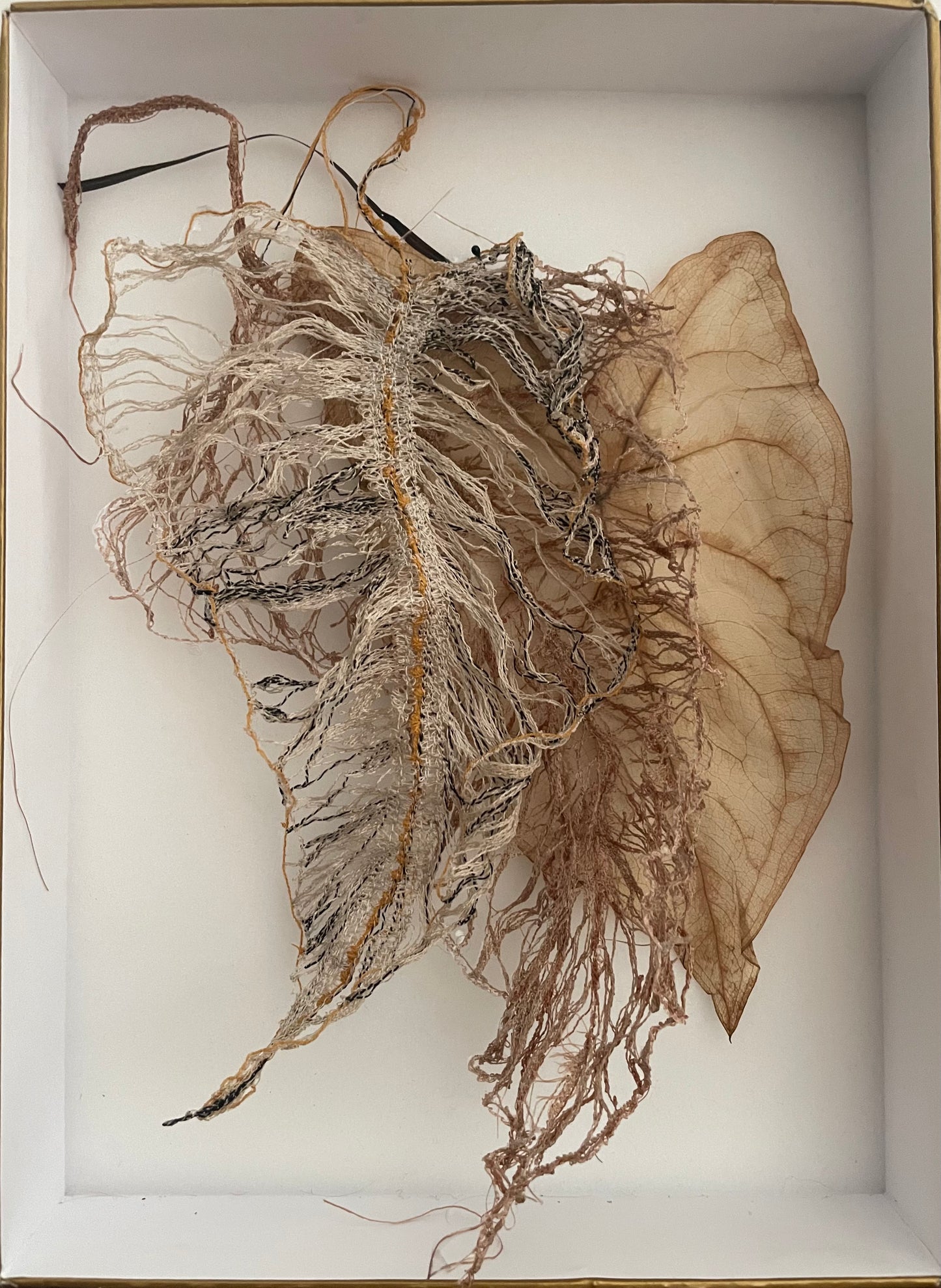 Syngonium III