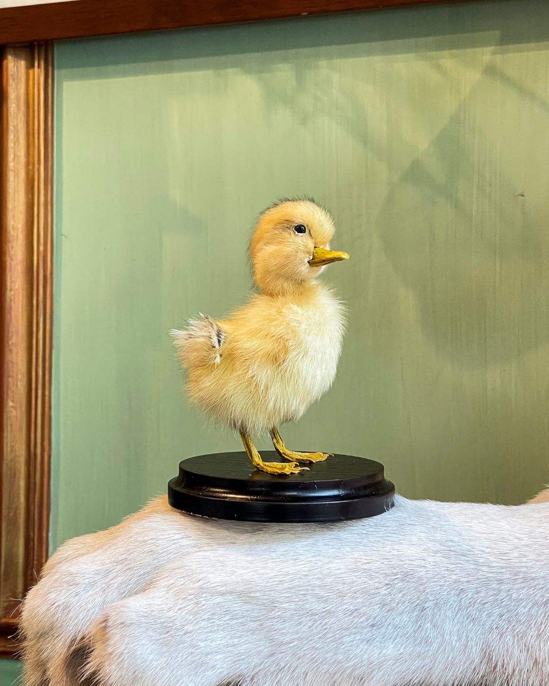 Duckling