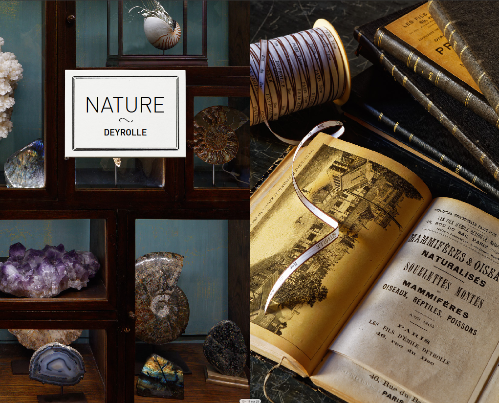 DEYROLLE, un cabinet de curiosité parisien
