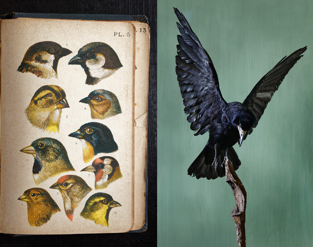 DEYROLLE, un cabinet de curiosité parisien