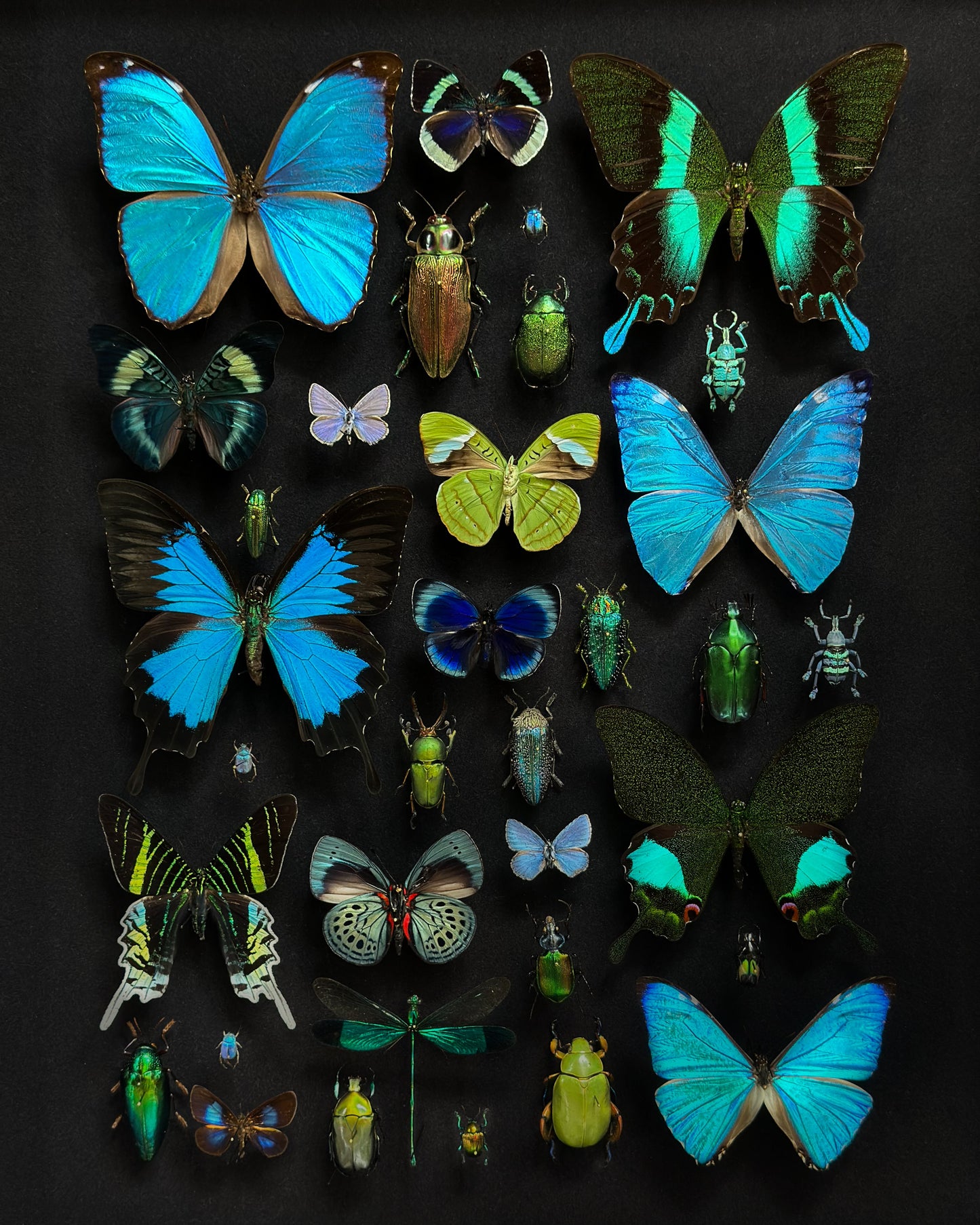 Blue entomological composition