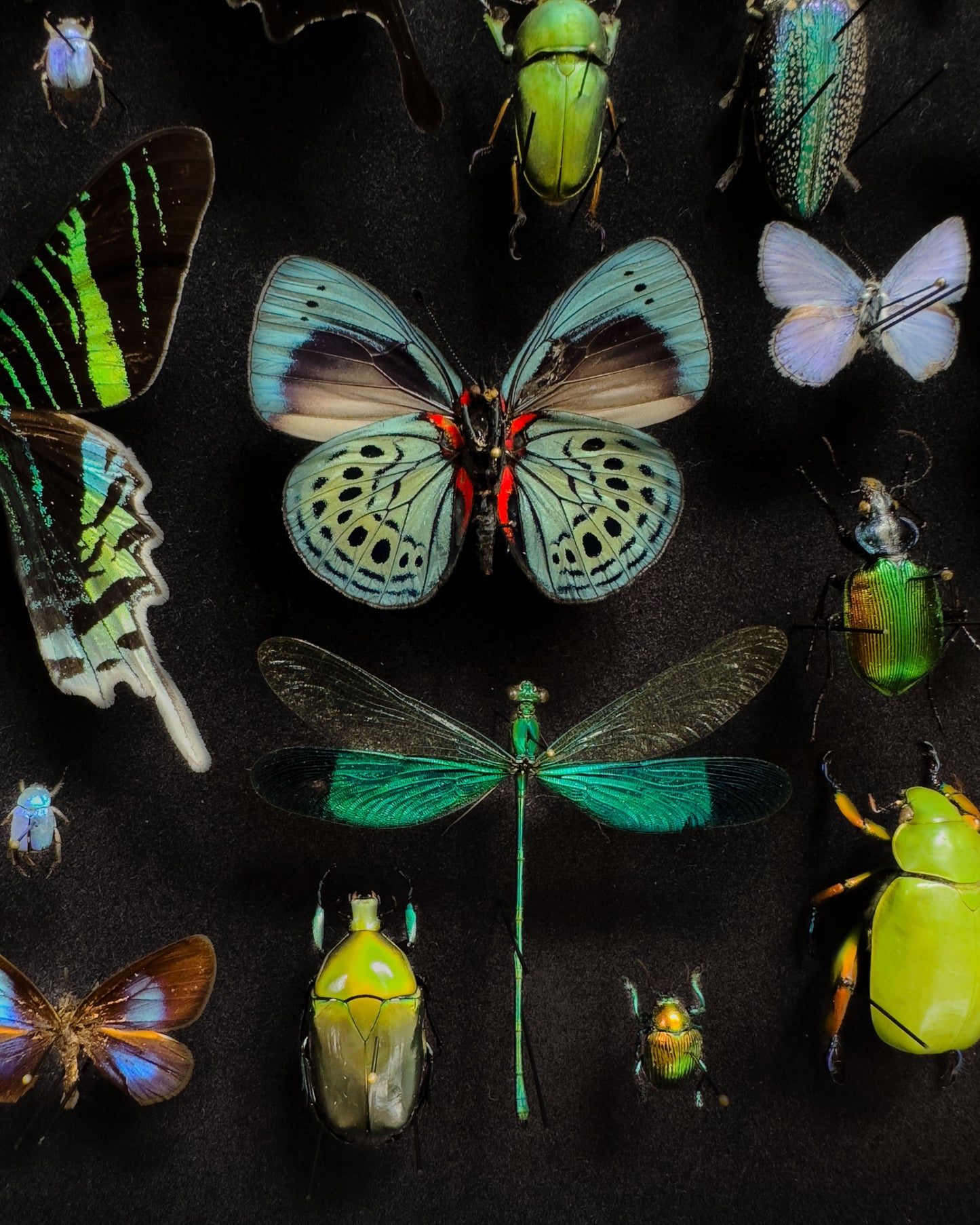 Blue entomological composition