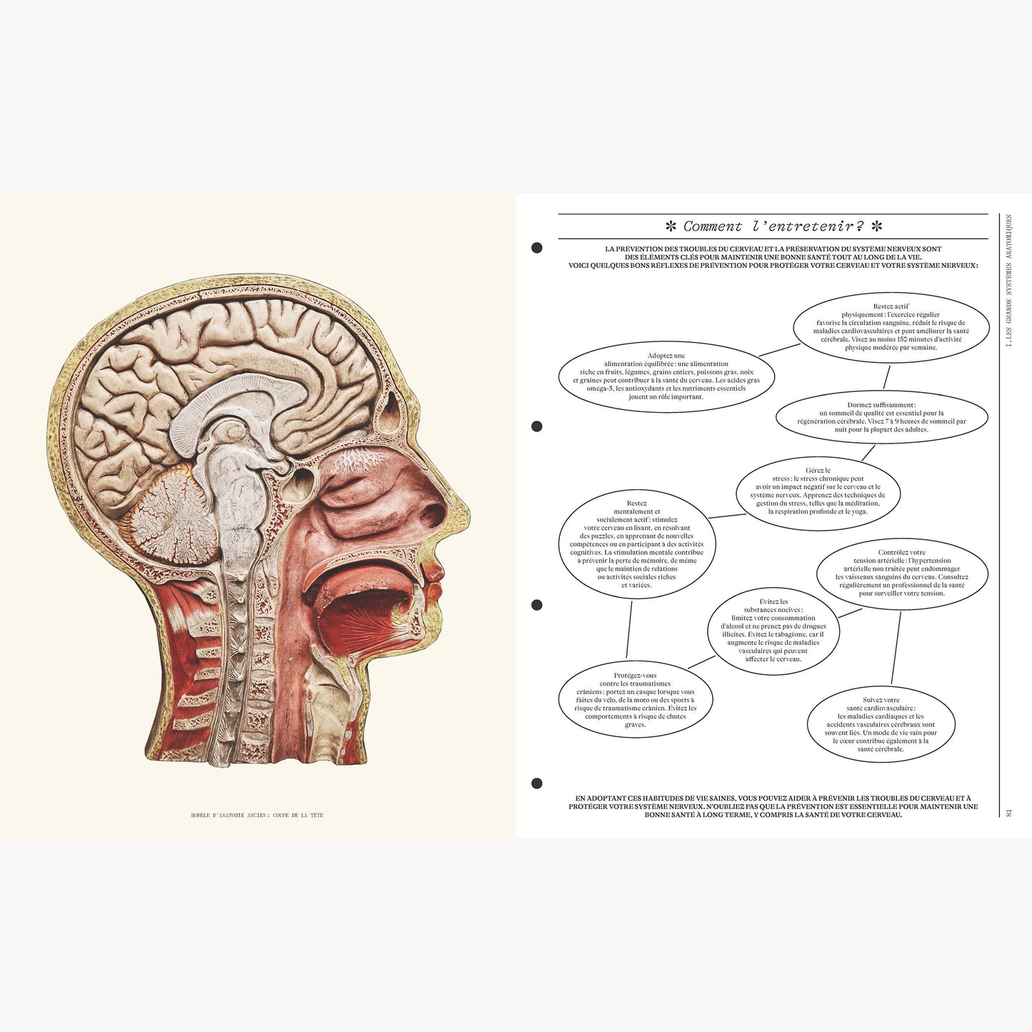 DEYROLLE, Leçons d' Anatomie