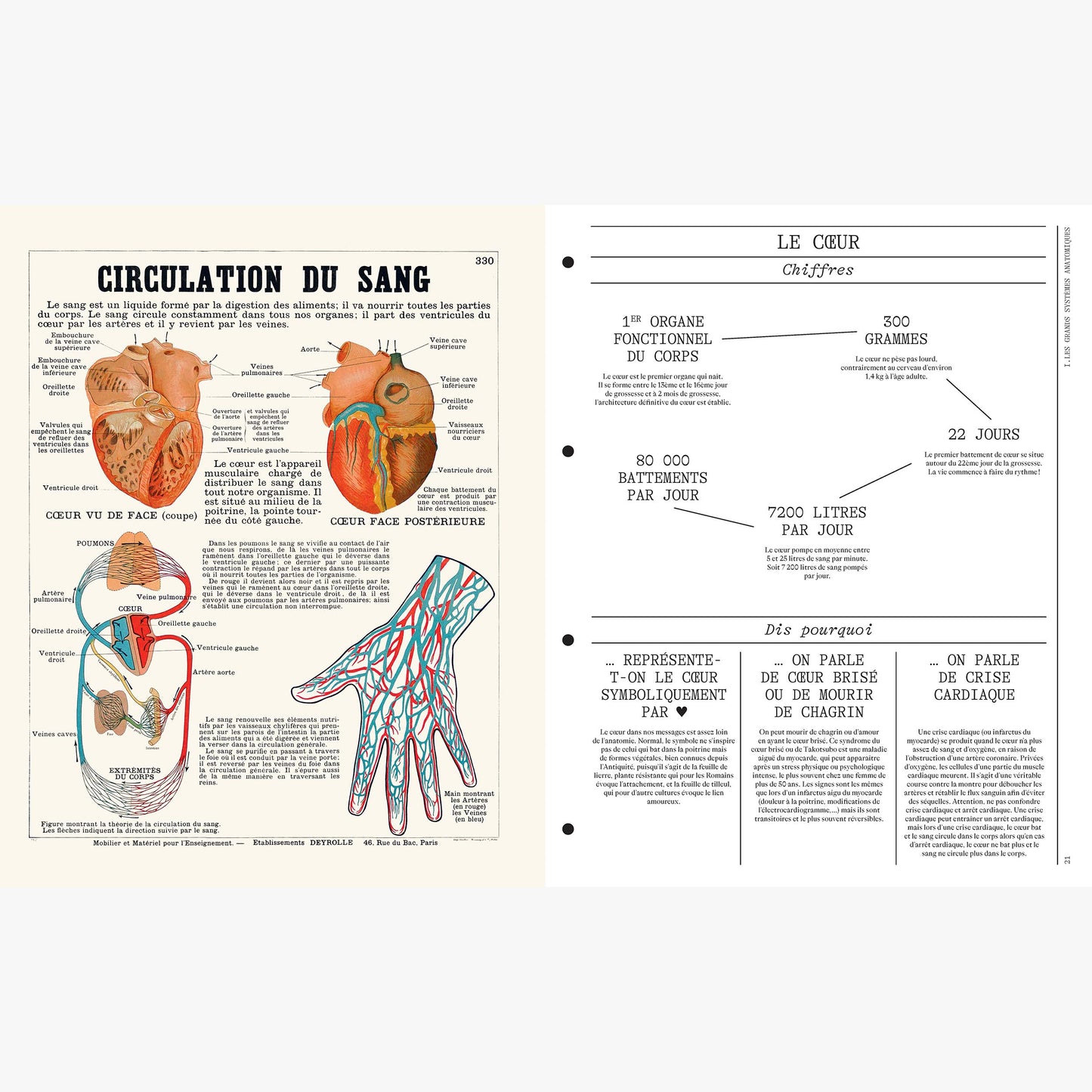 DEYROLLE, Leçons d' Anatomie