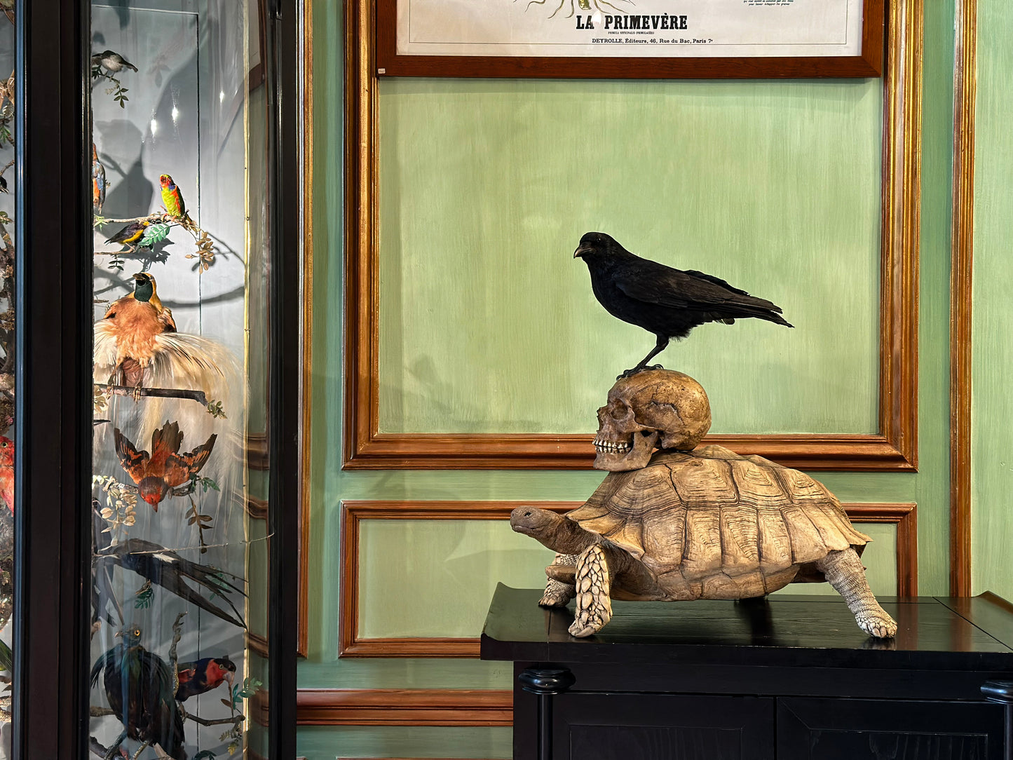 Tortue sillonnée