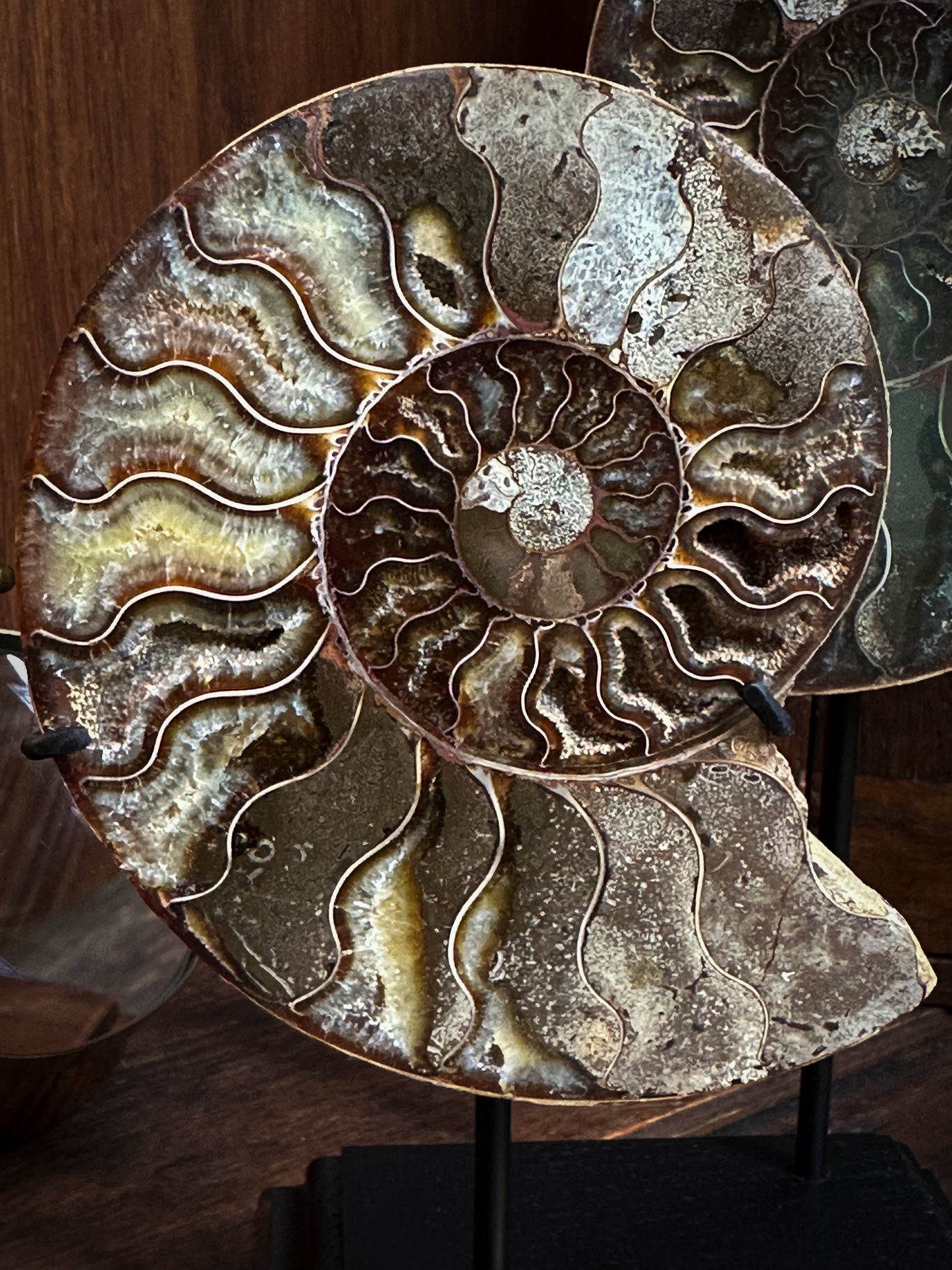 Duo d'ammonites montées sur socle