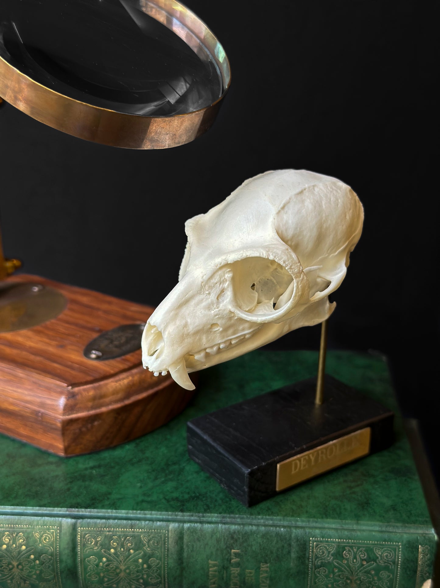 Crâne de Lémur catta