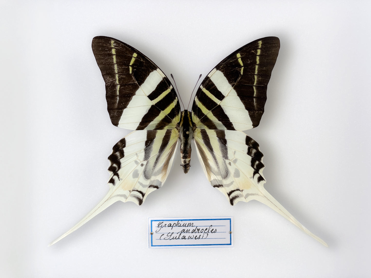 Graphium androcles
