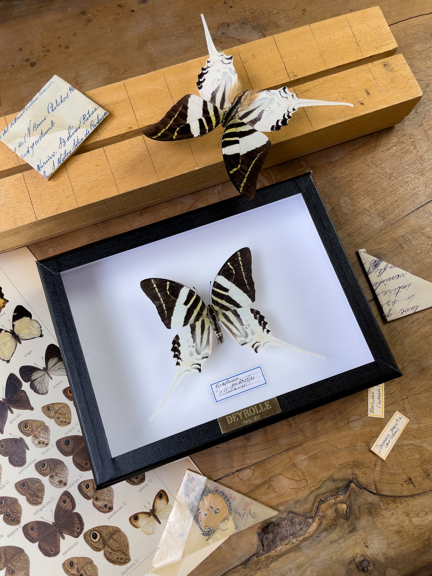 Graphium androcles