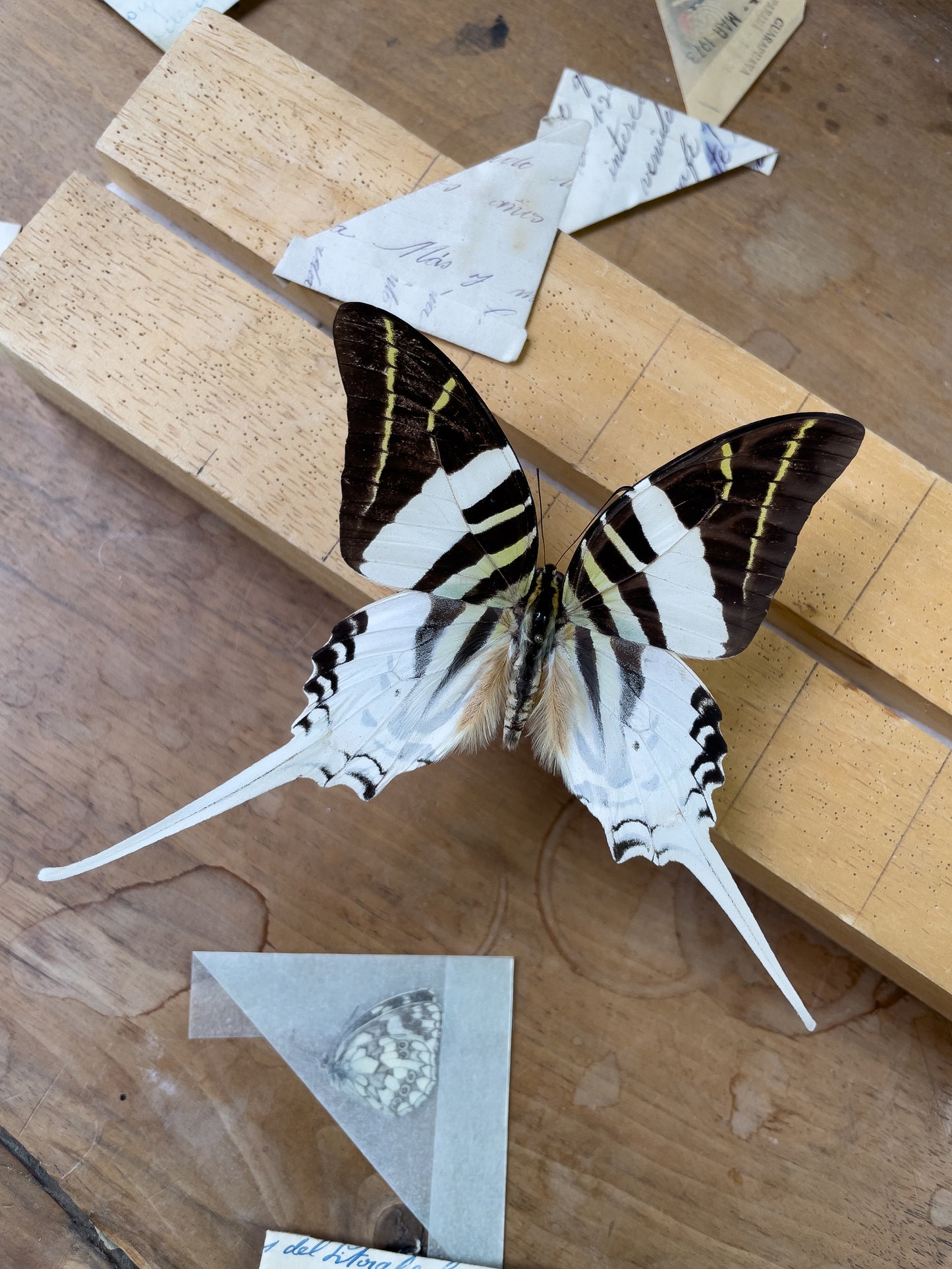 Graphium androcles