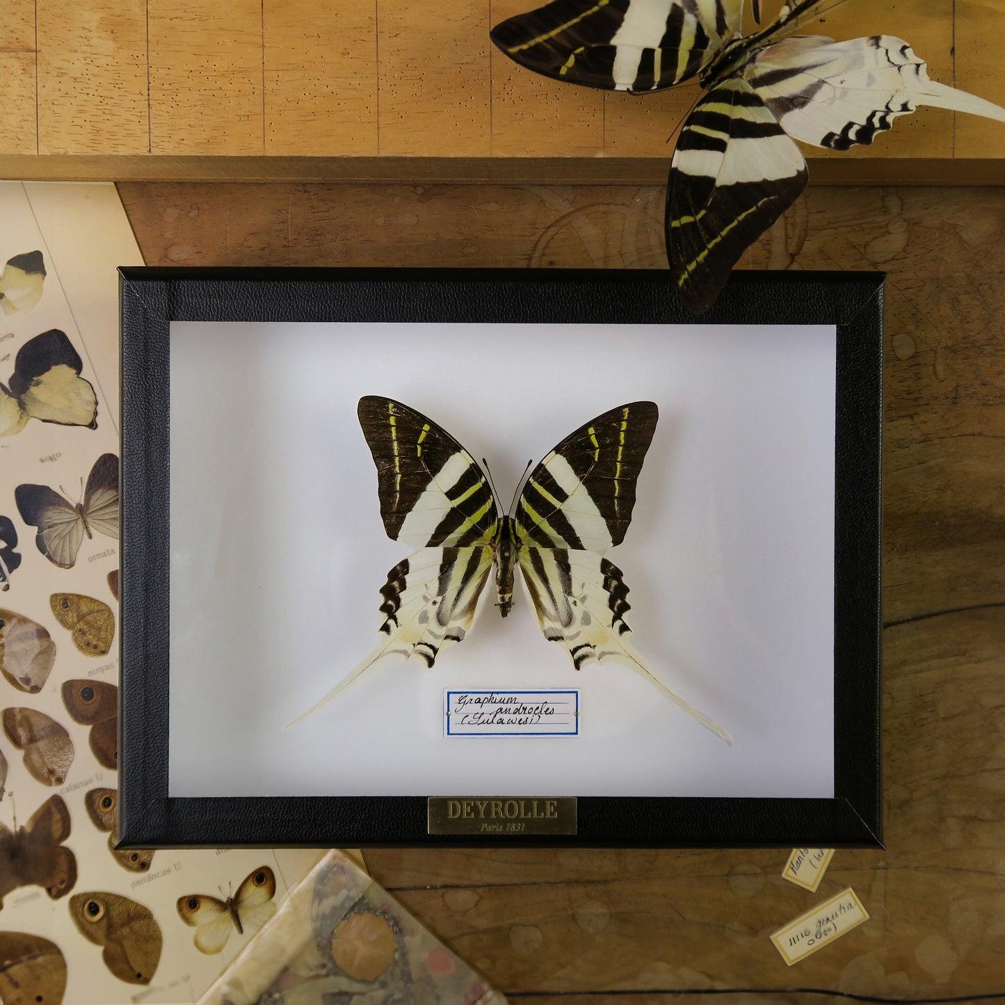 Graphium androcles