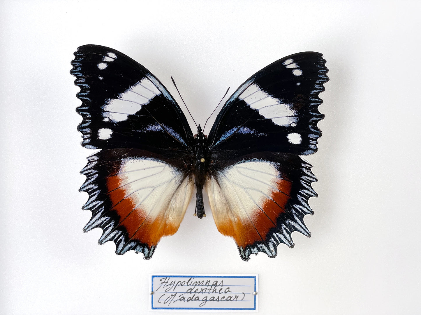 Hypolimnas dexithea