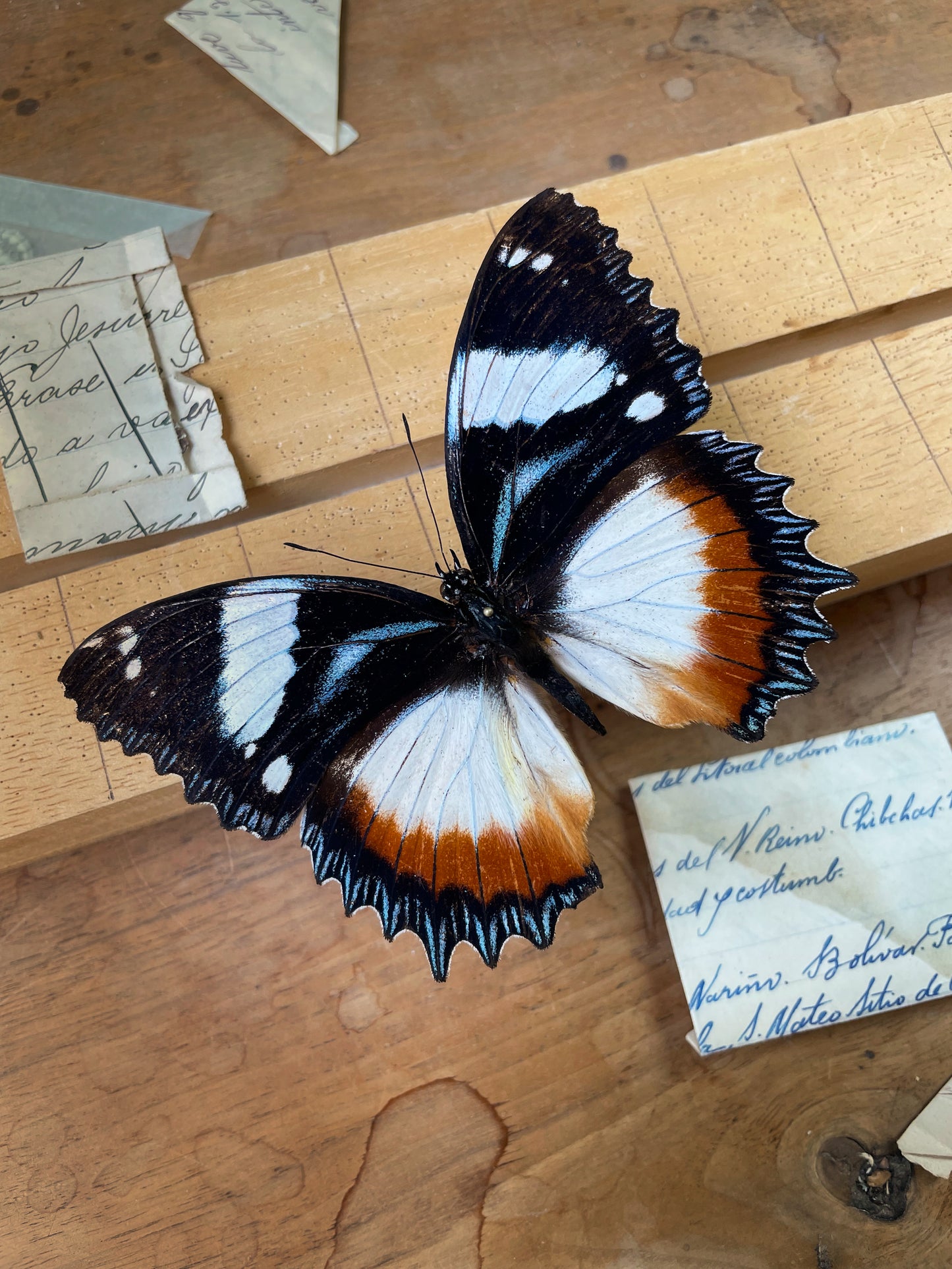 Hypolimnas dexithea