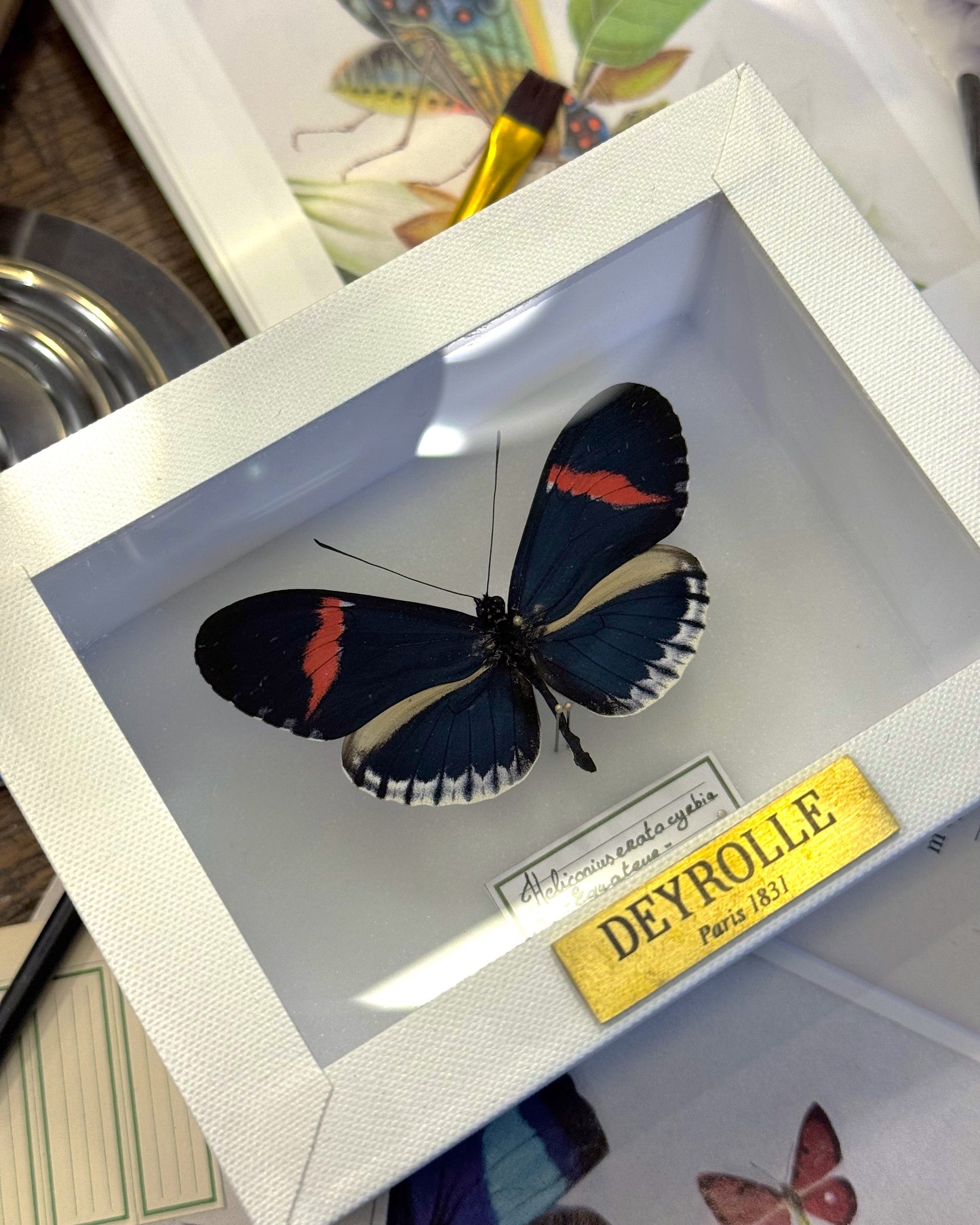 Heliconius erato cyrbia