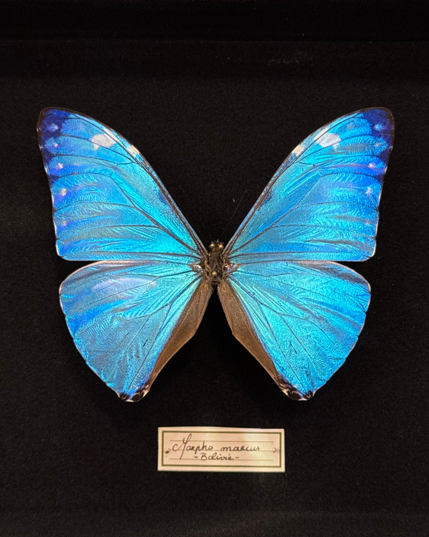 Morpho marcus