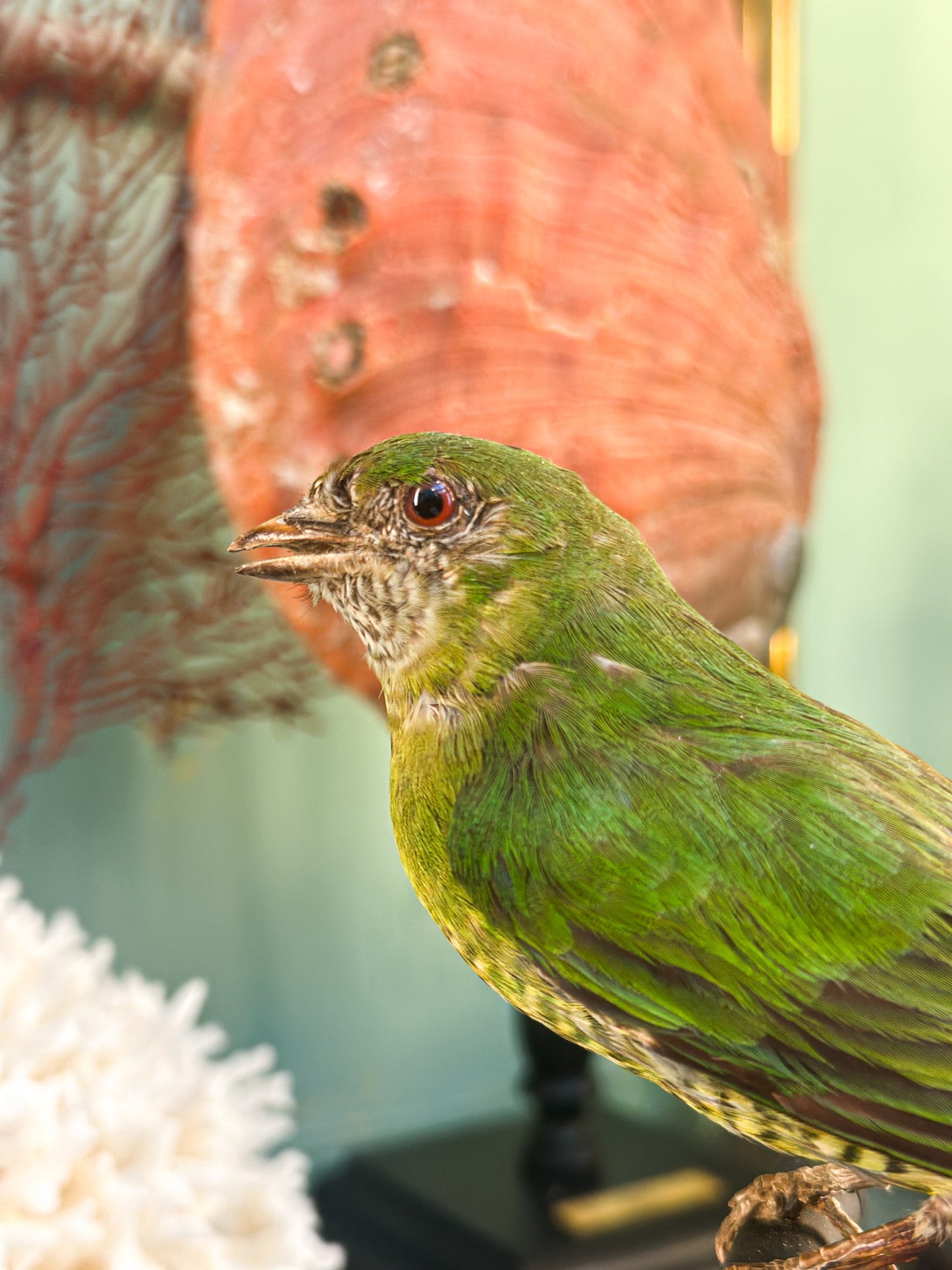 Cotinga à poitrine d'or (femelle)