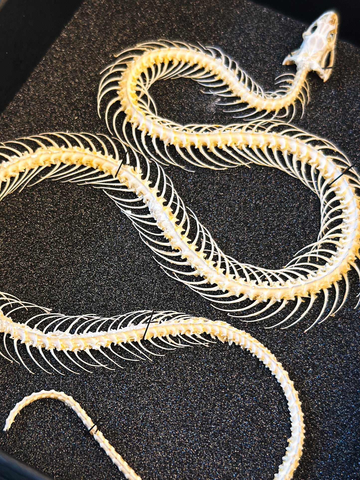 Squelette de serpent