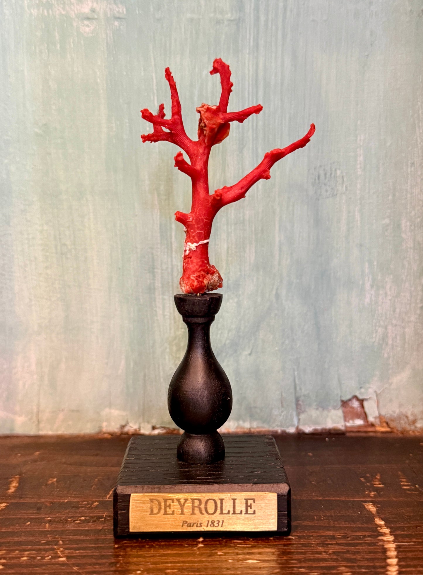 Corail rouge sur socle