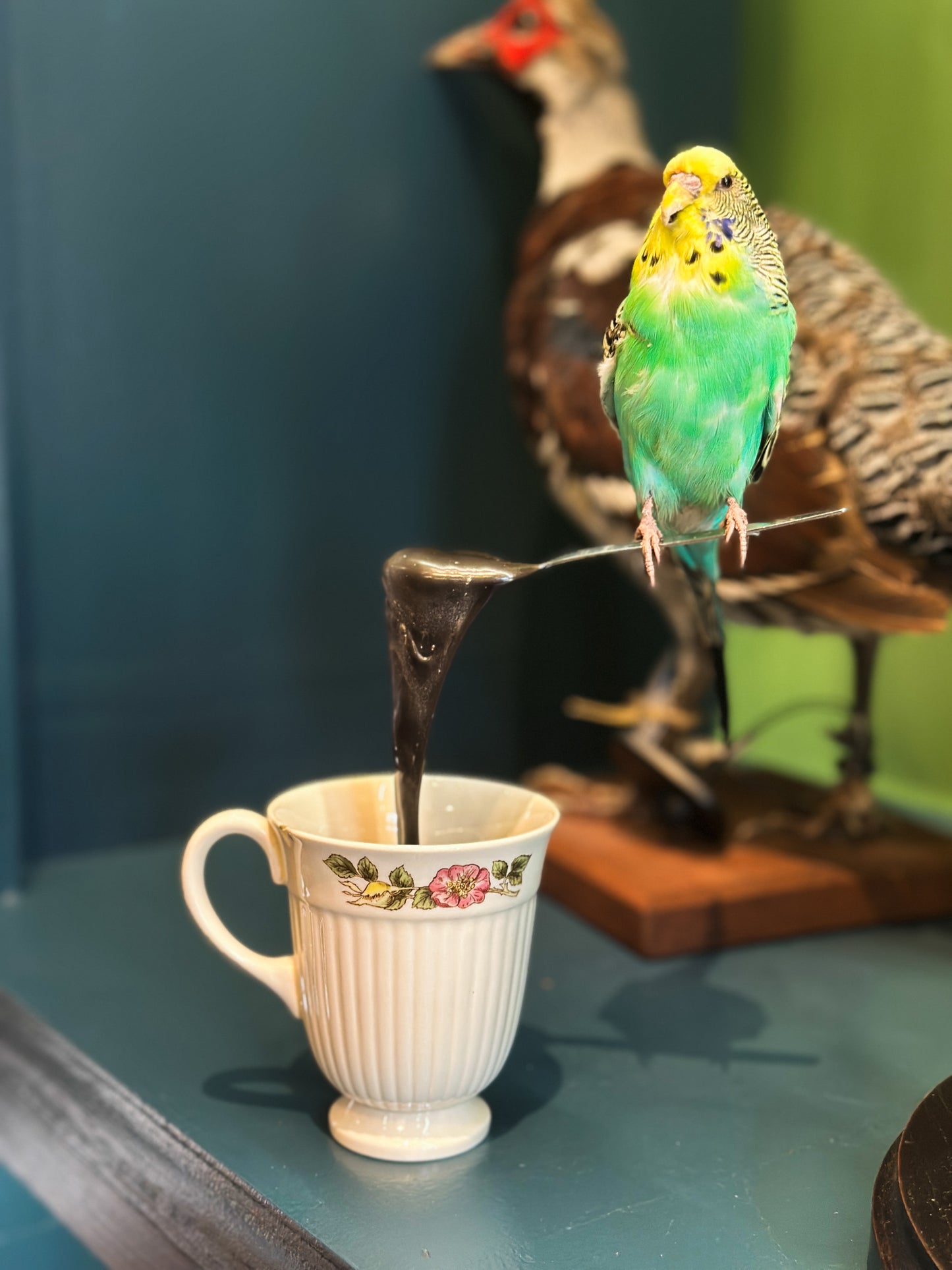 Perruche Ondulée sur tasse