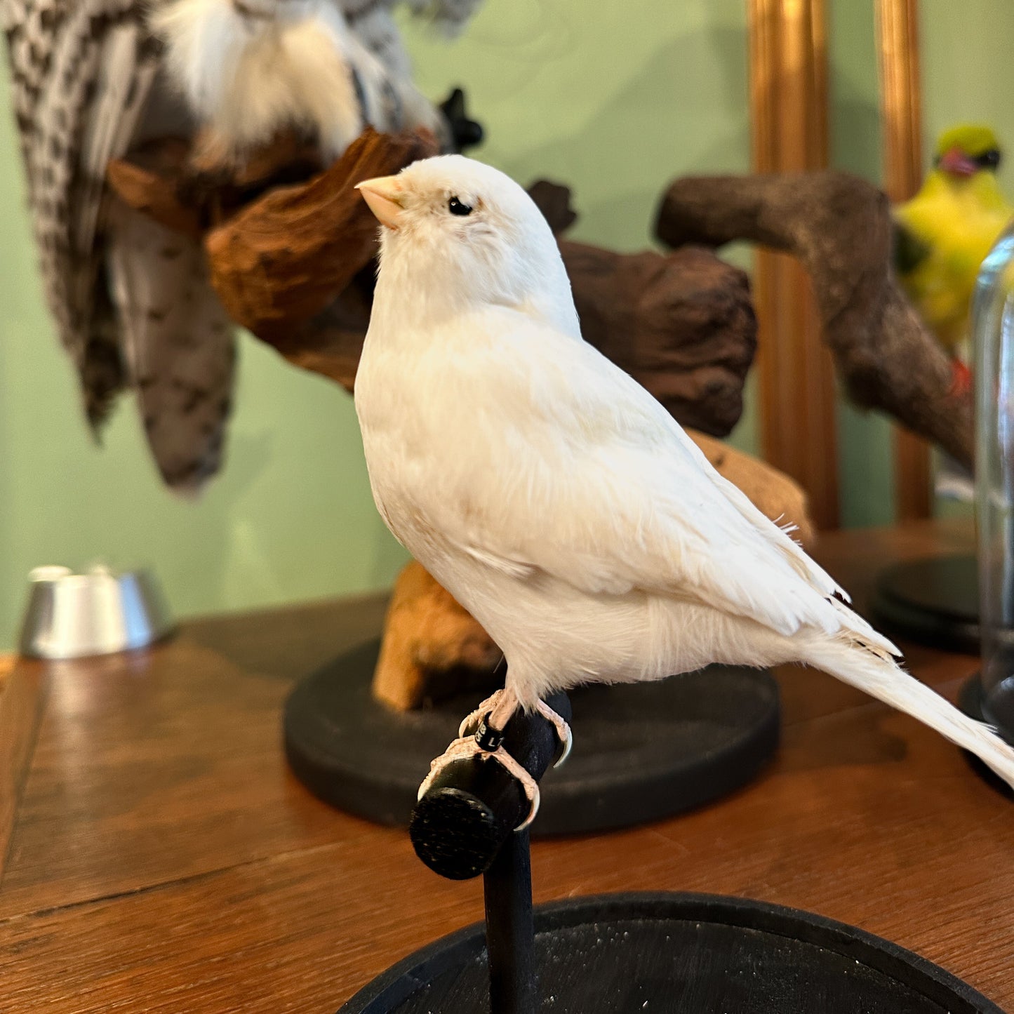 White canary under a globe