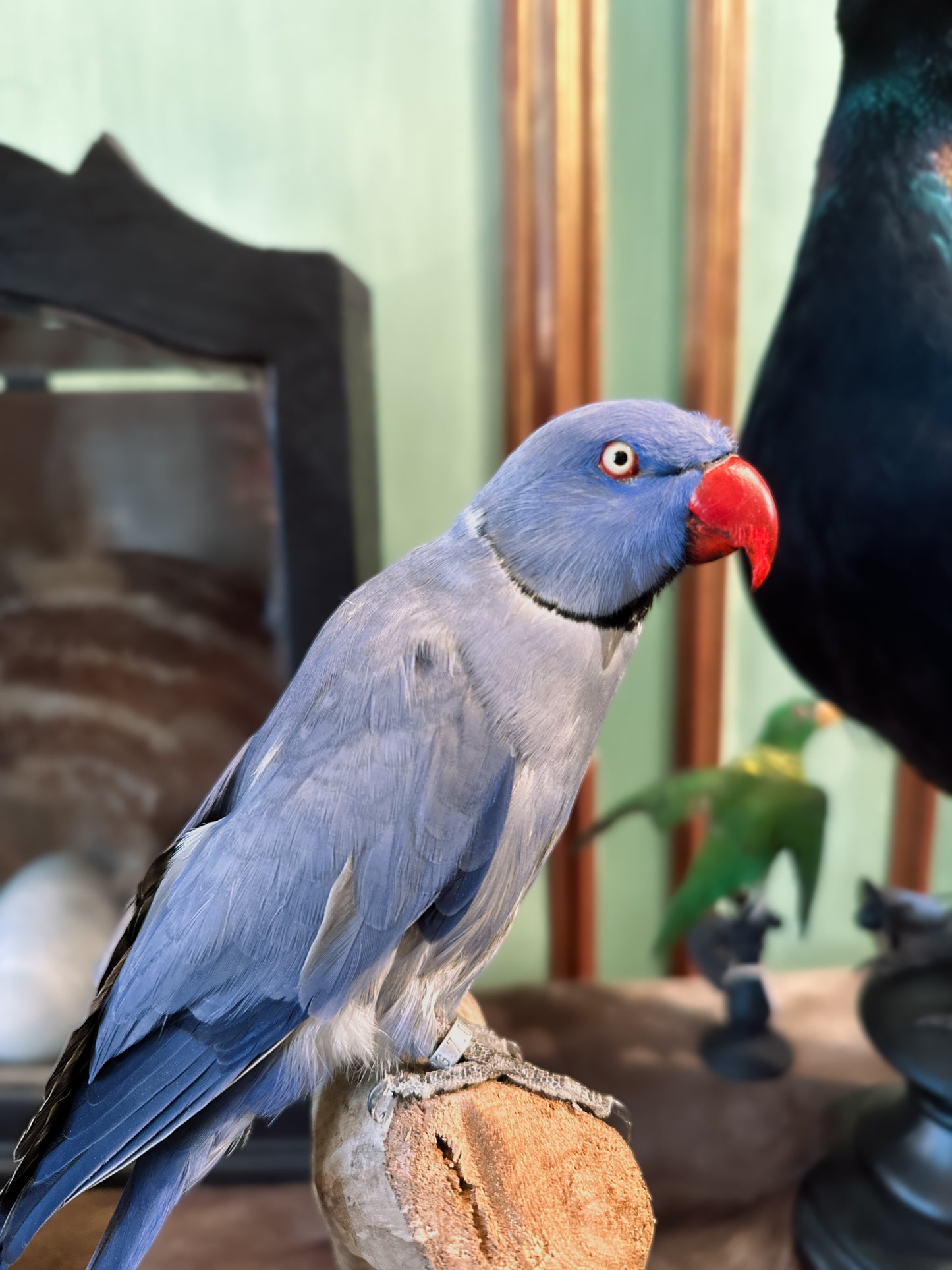 Blue ringneck parakeet