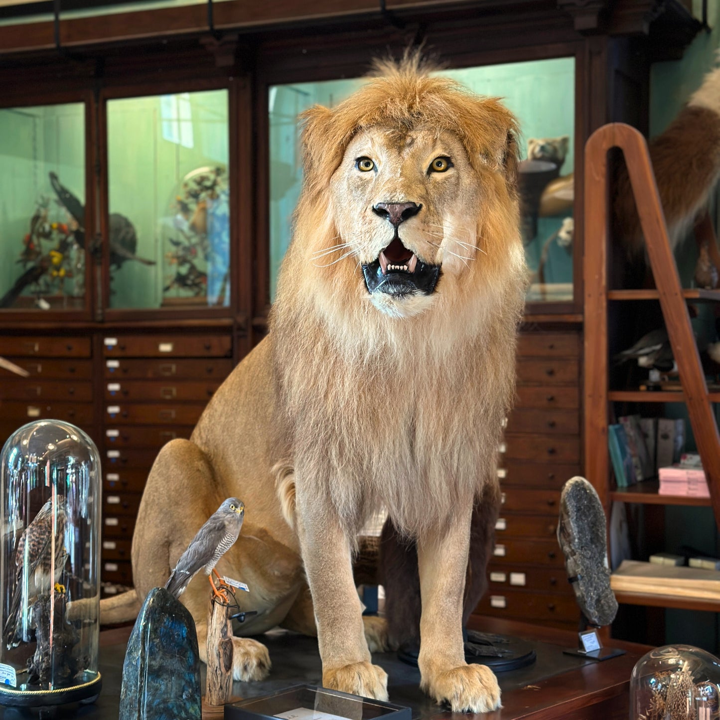 Lion mâle d'Afrique assis