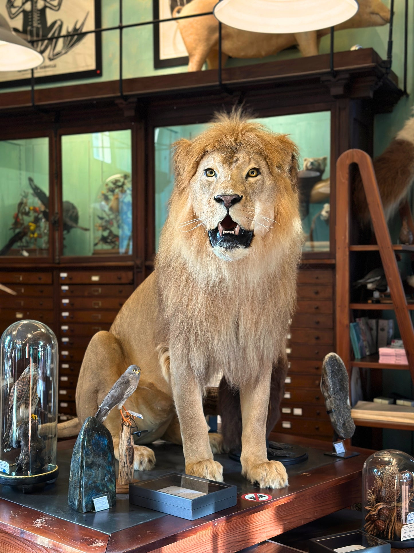 Lion mâle d'Afrique assis
