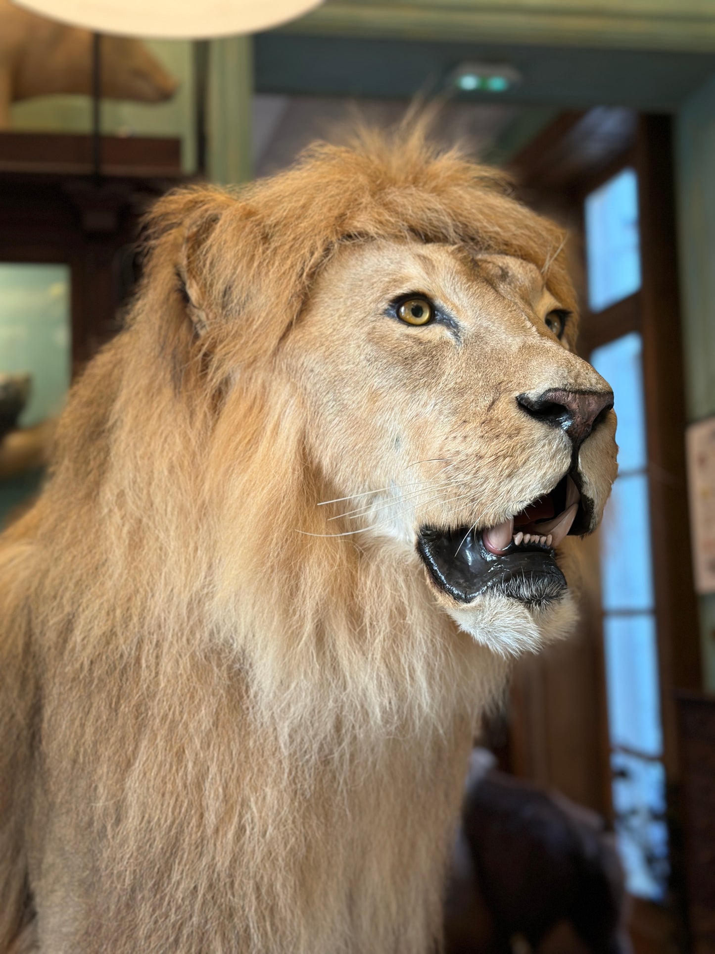 Lion mâle d'Afrique assis