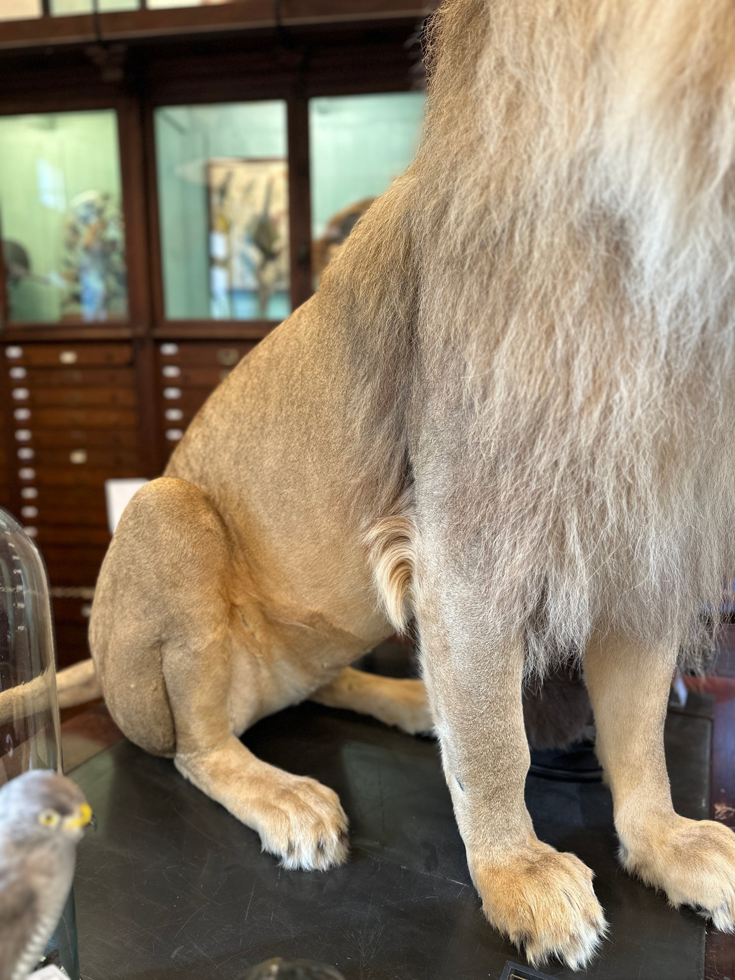 Lion mâle d'Afrique assis