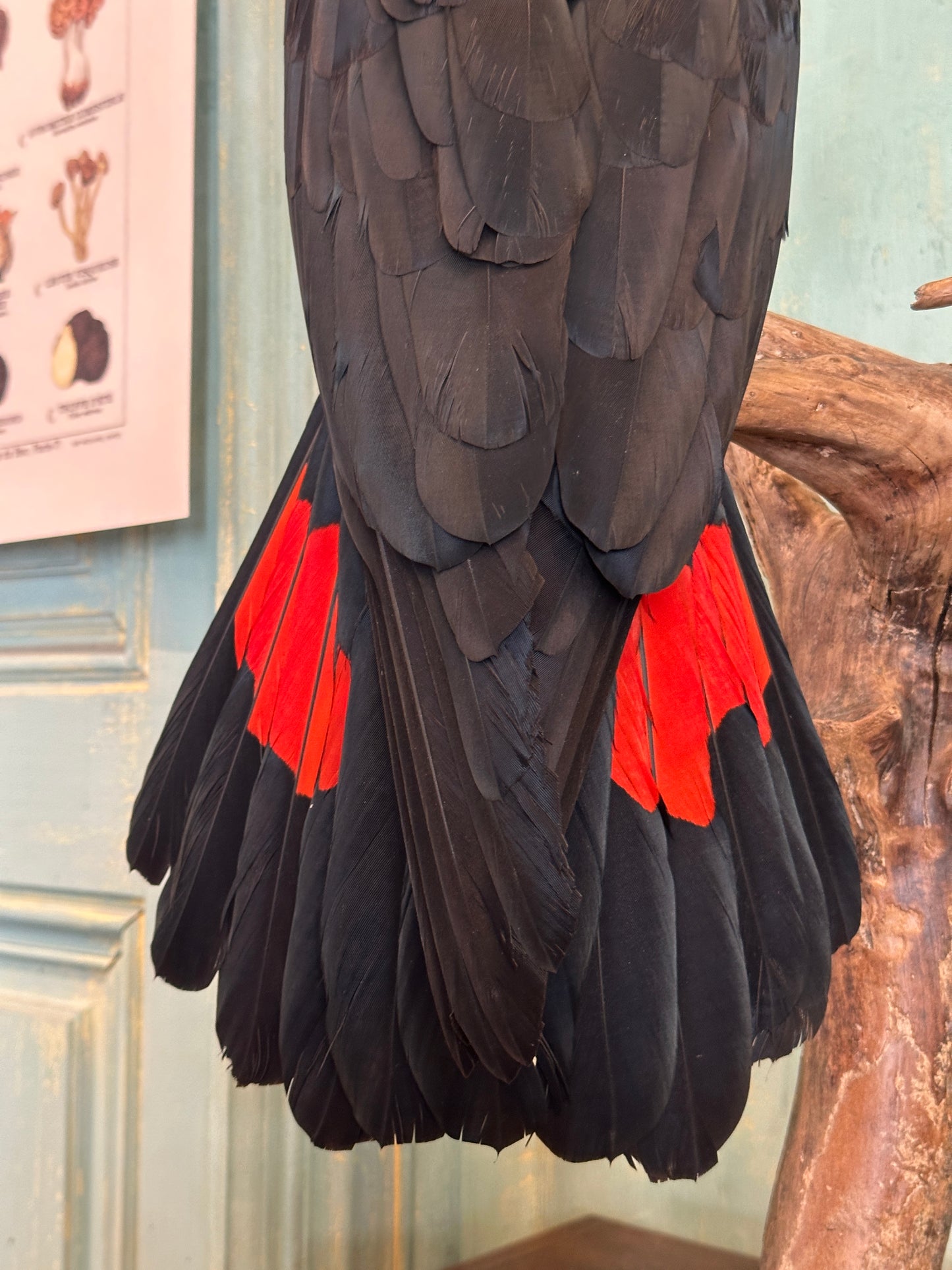 Colorful bird
