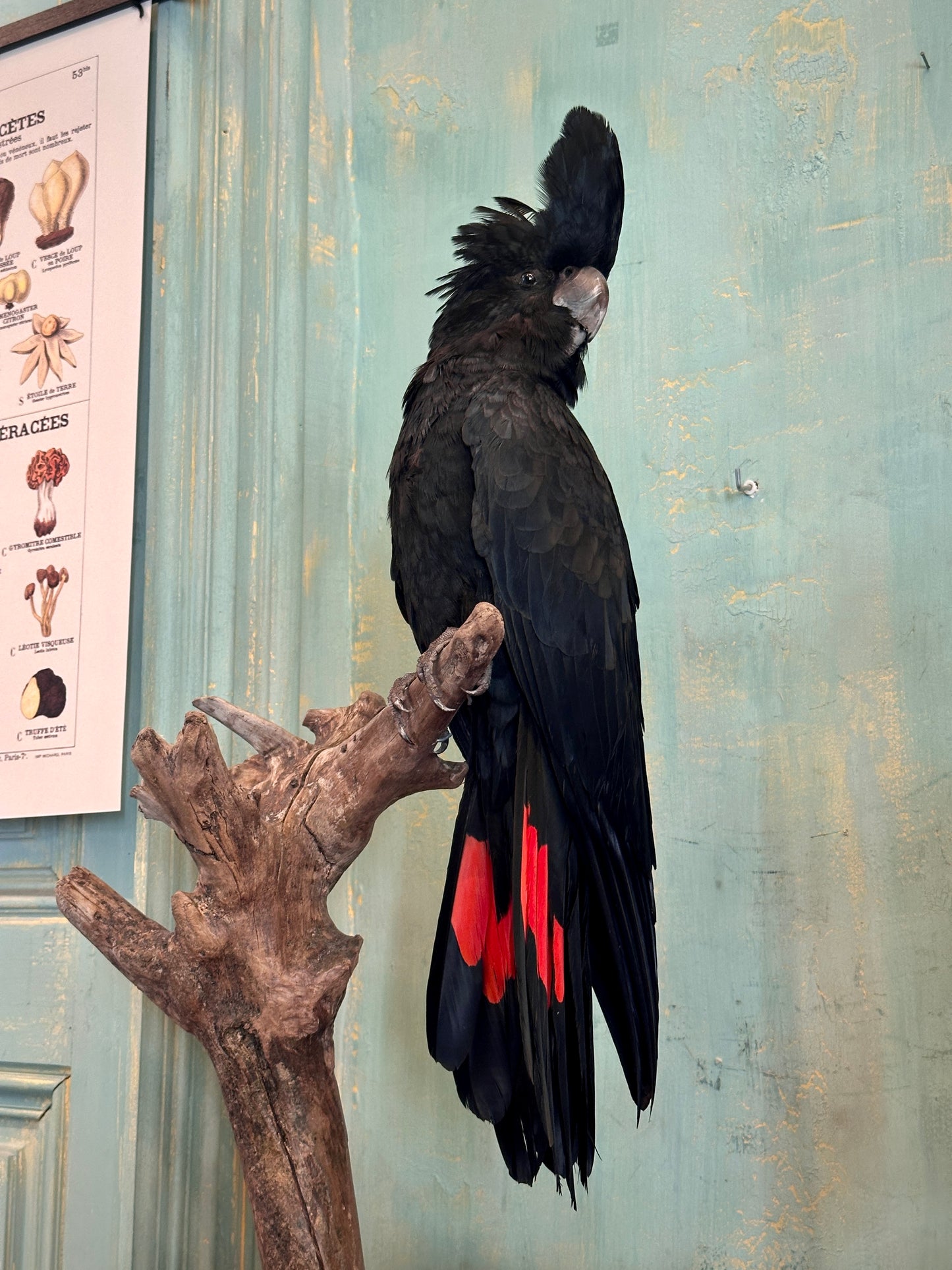 Colorful bird