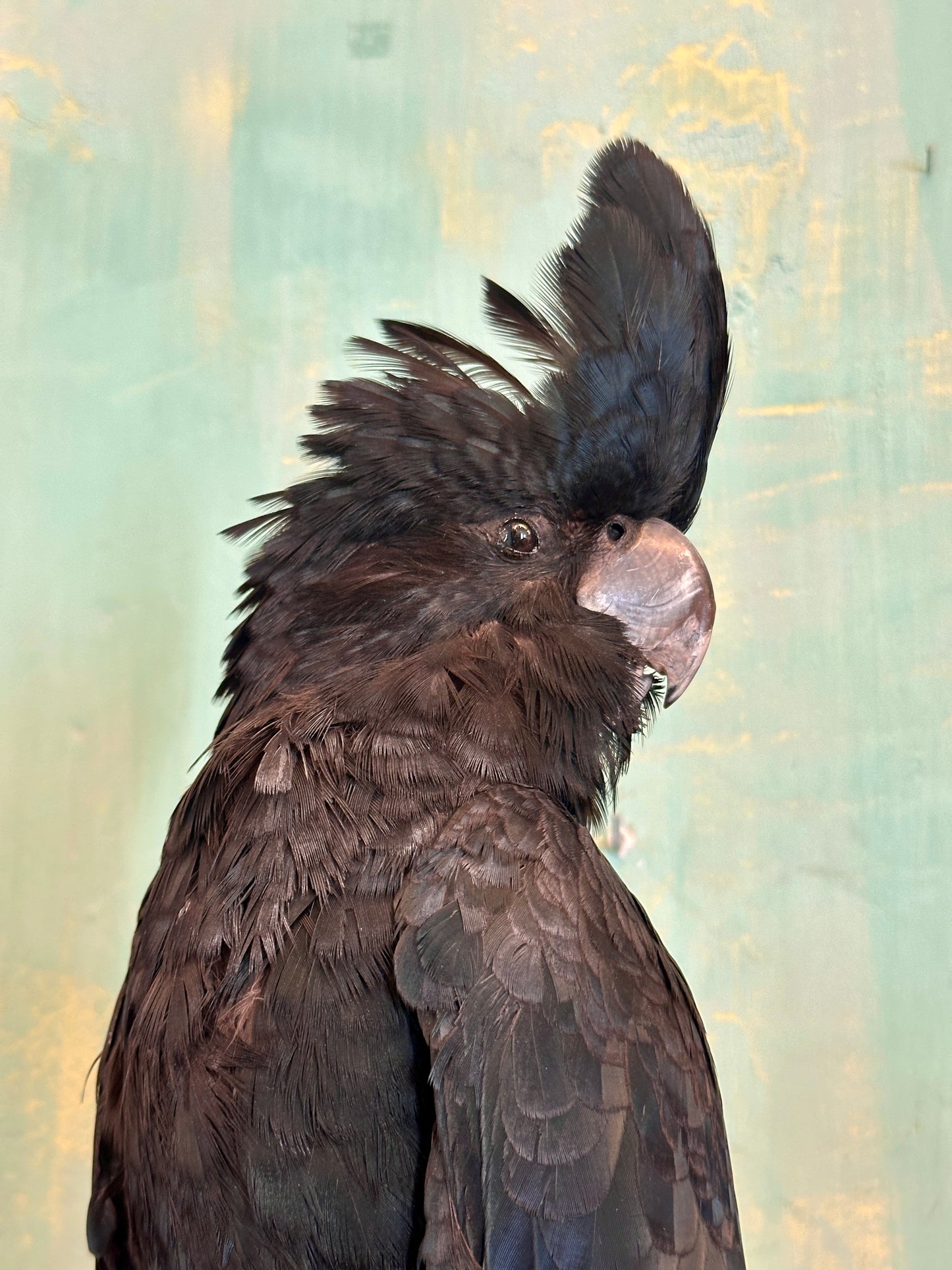 Colorful bird