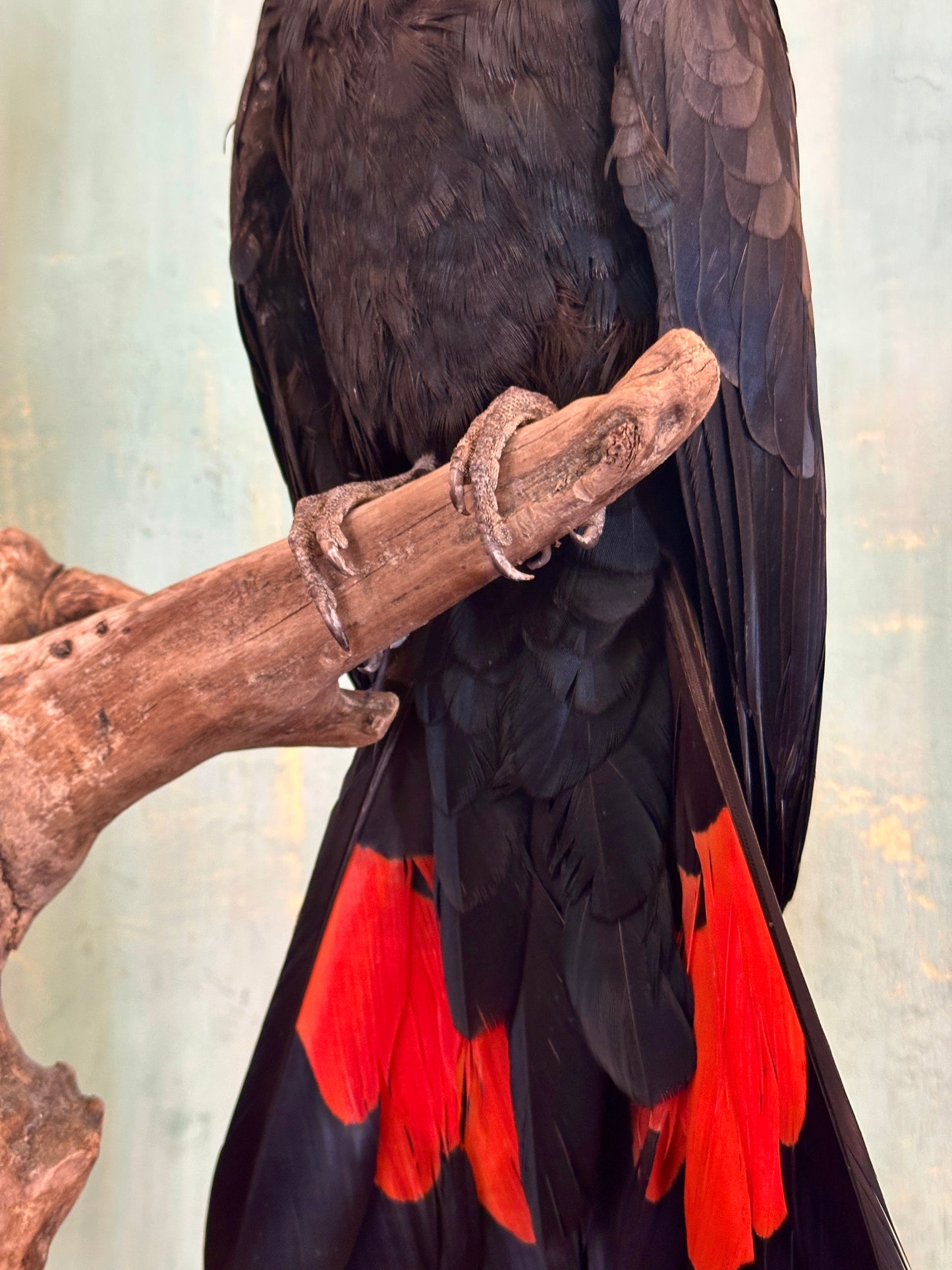 Colorful bird
