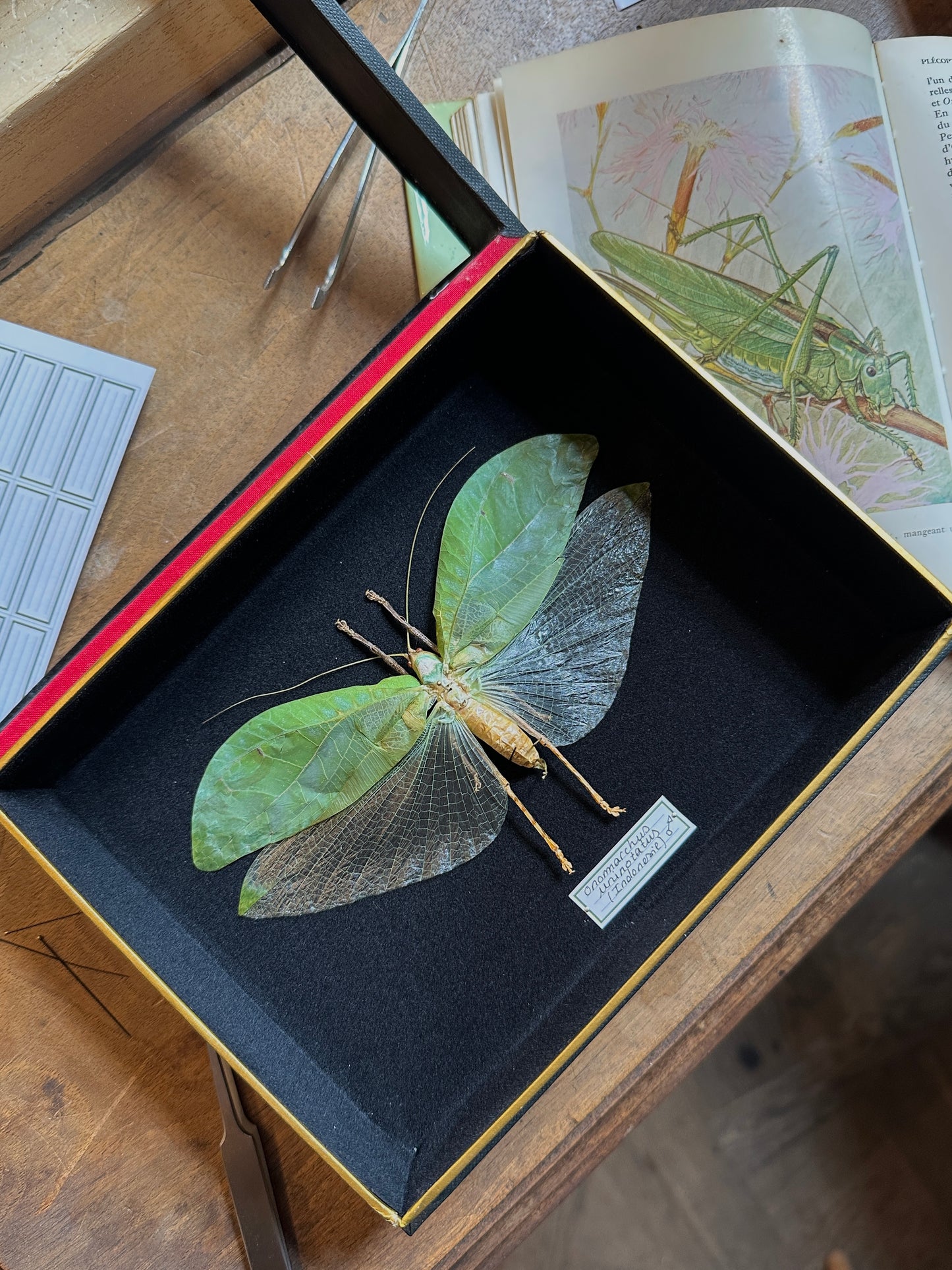 Onomarchus uninotatus