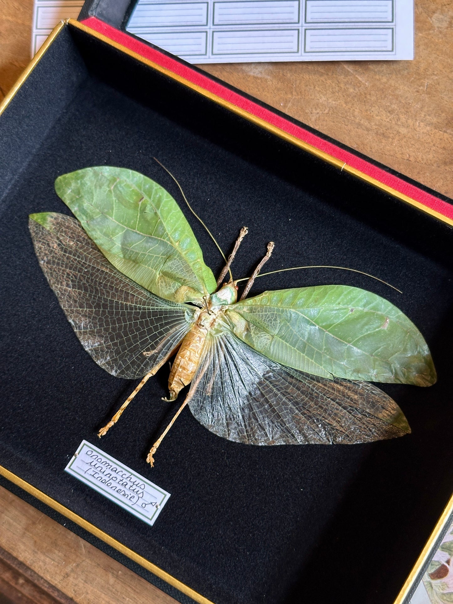 Onomarchus uninotatus