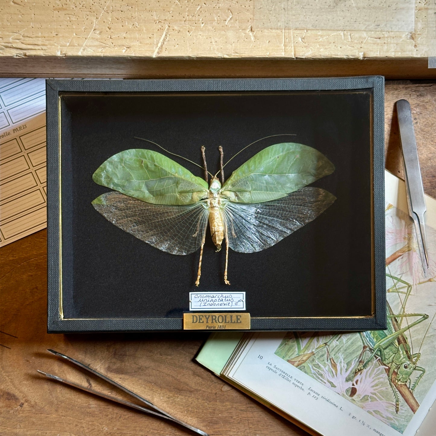 Onomarchus uninotatus