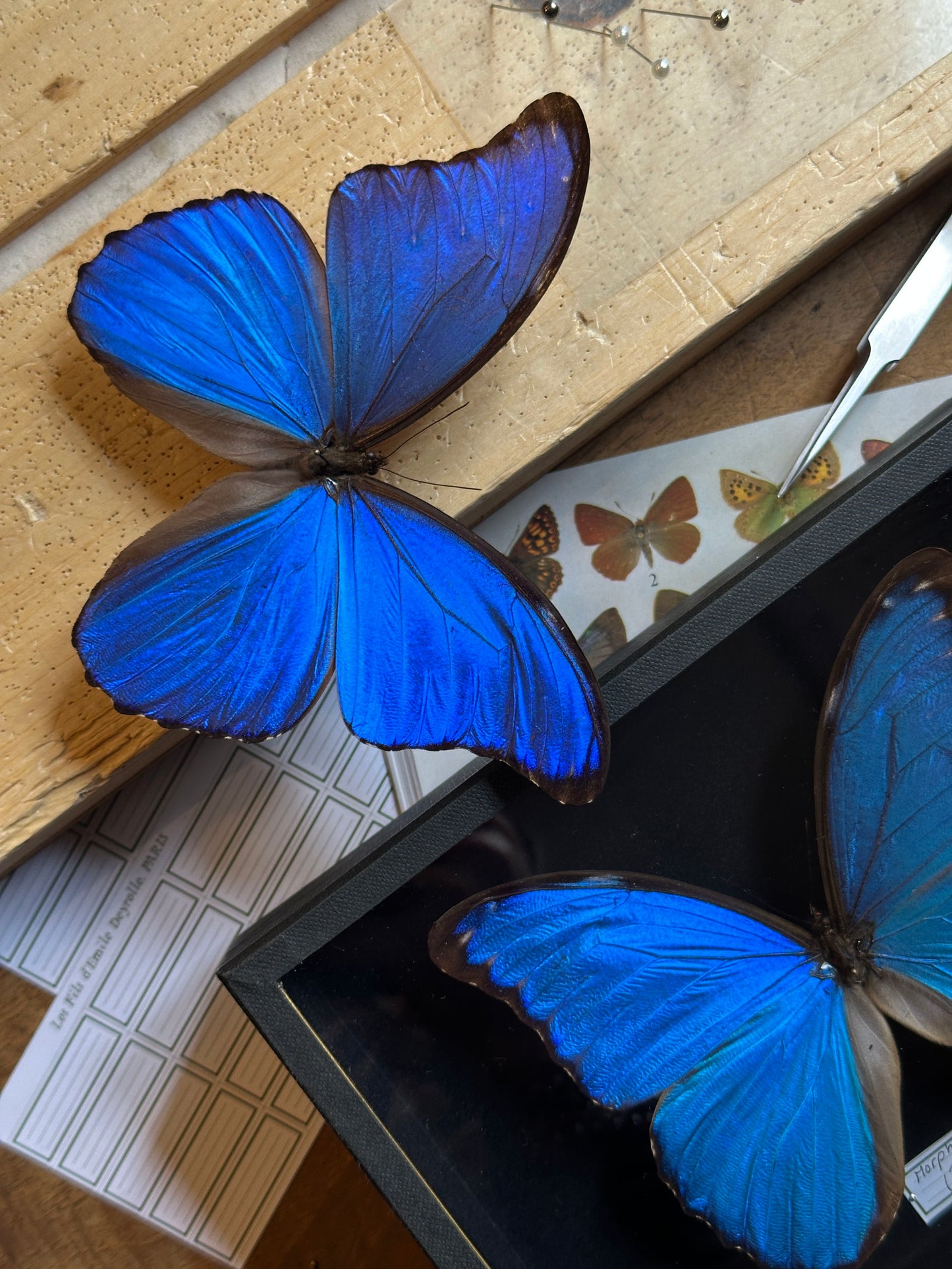 Morpho godarti