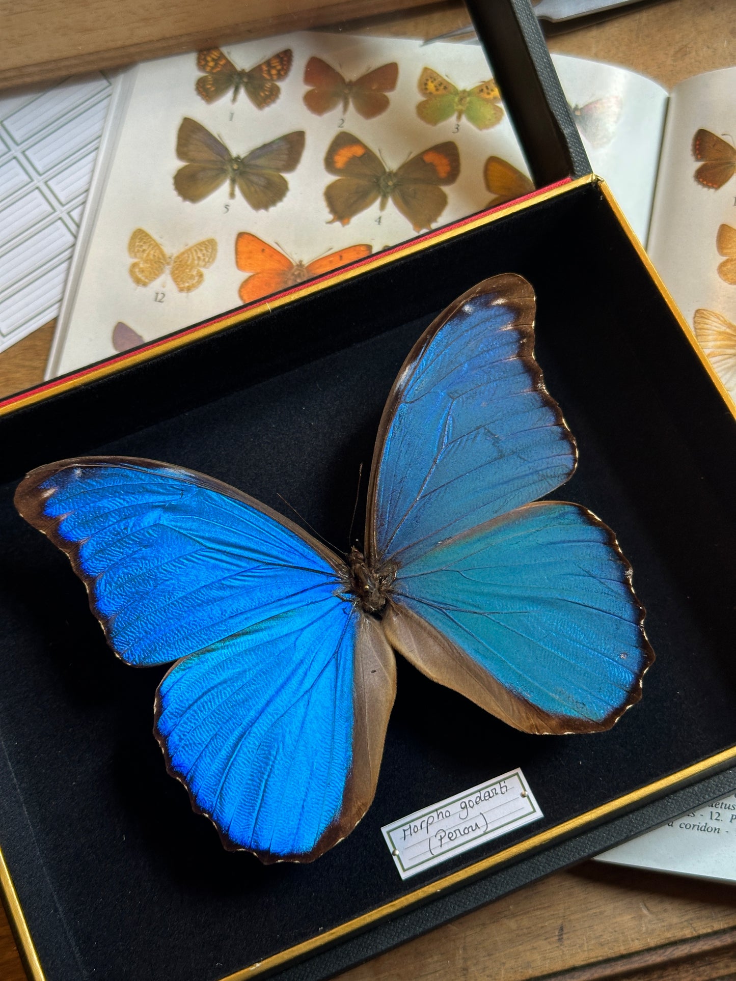 Morpho godarti