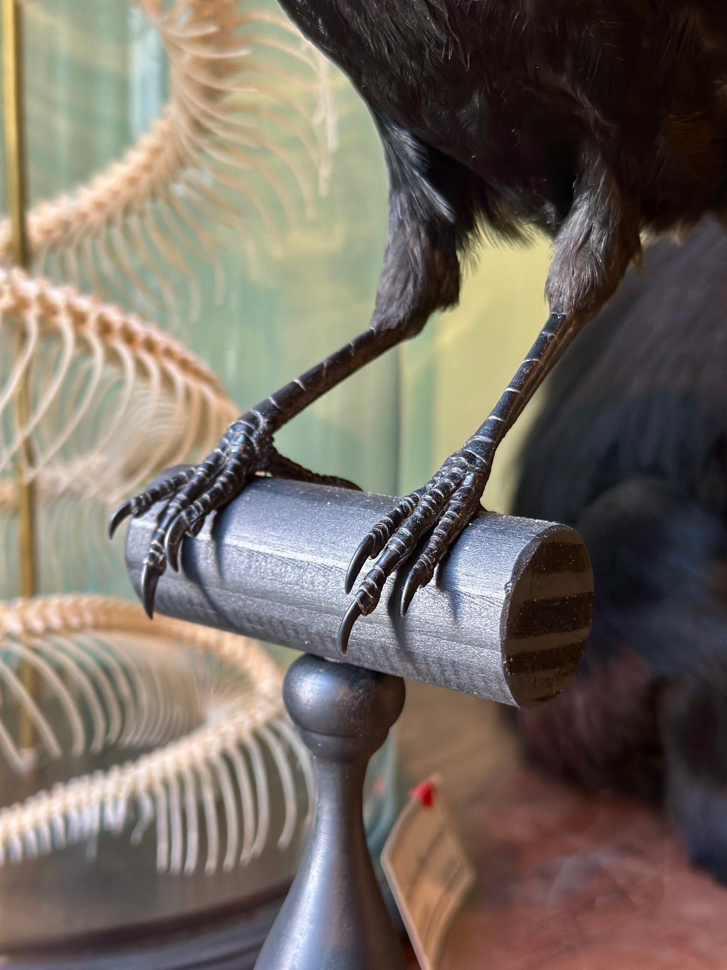 Crow on turned wooden base