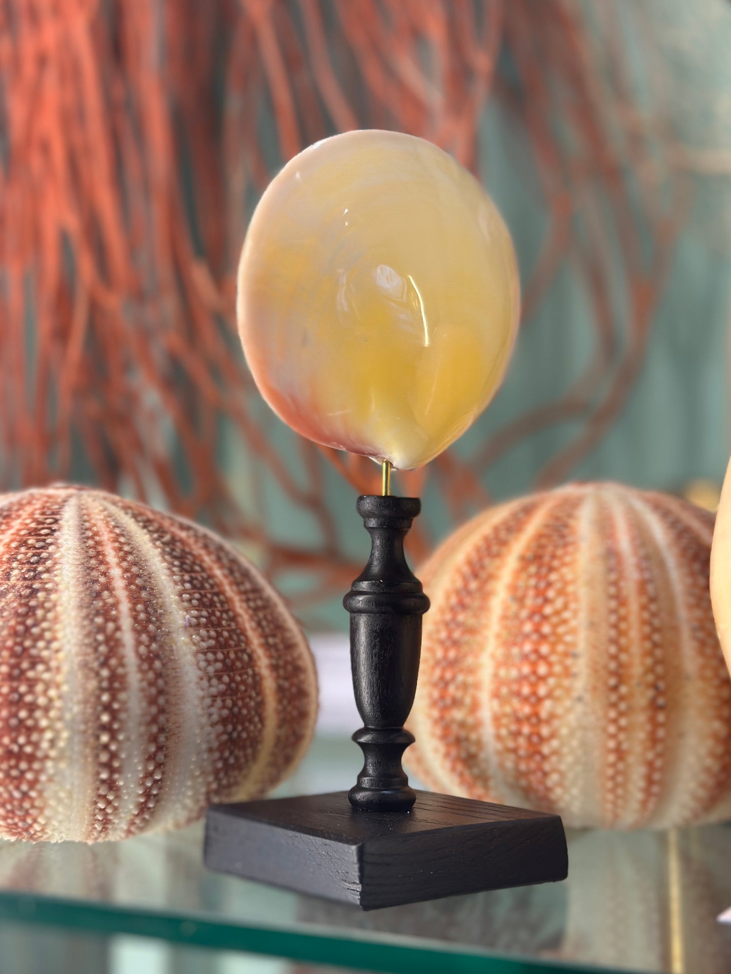 Codokia Tigerina on a stand