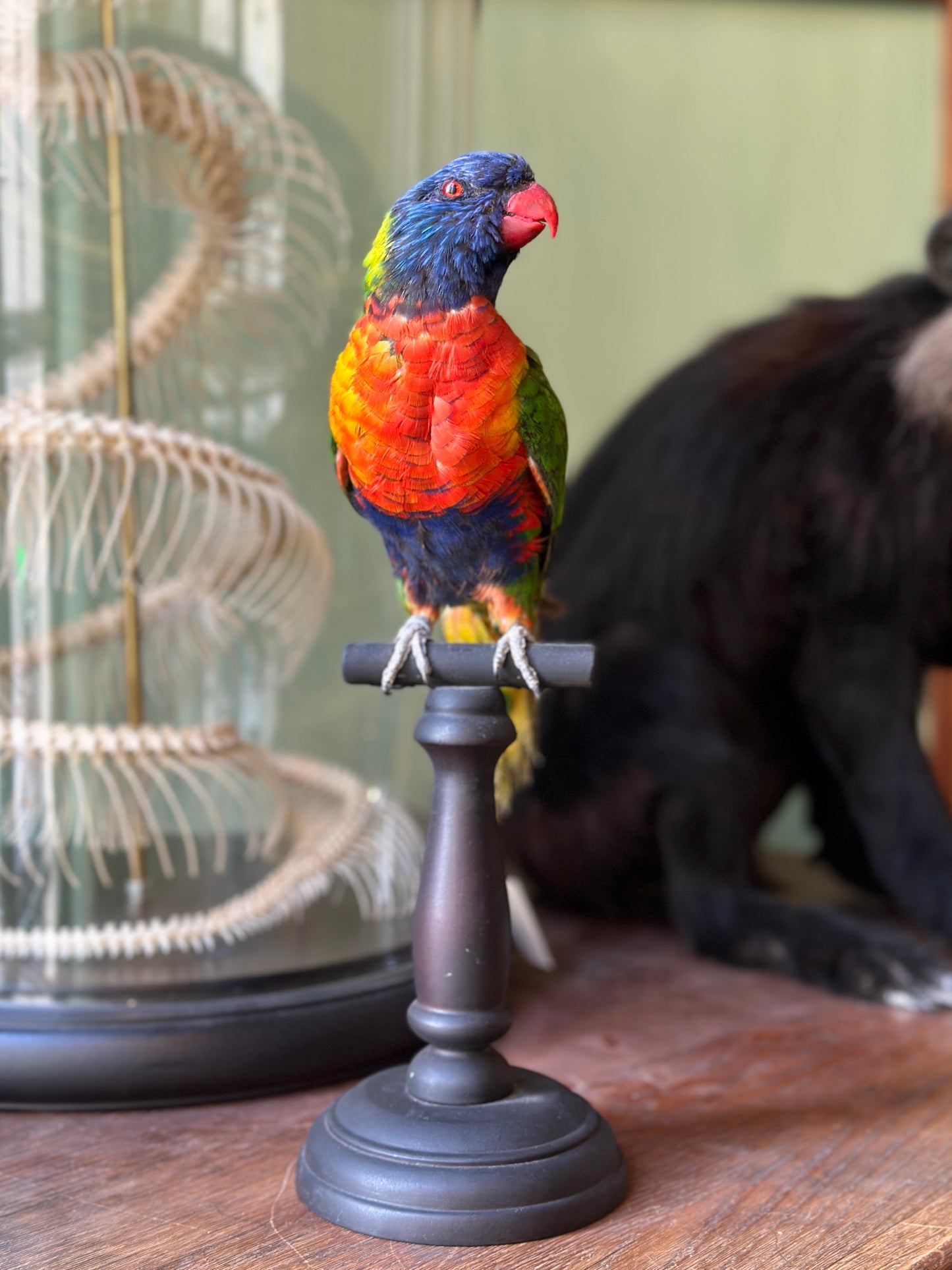 Loriquet arc-en-ciel