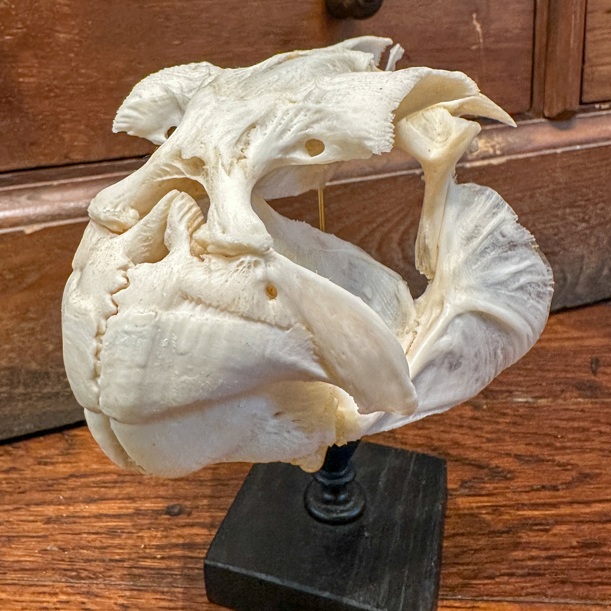 Fugu skull