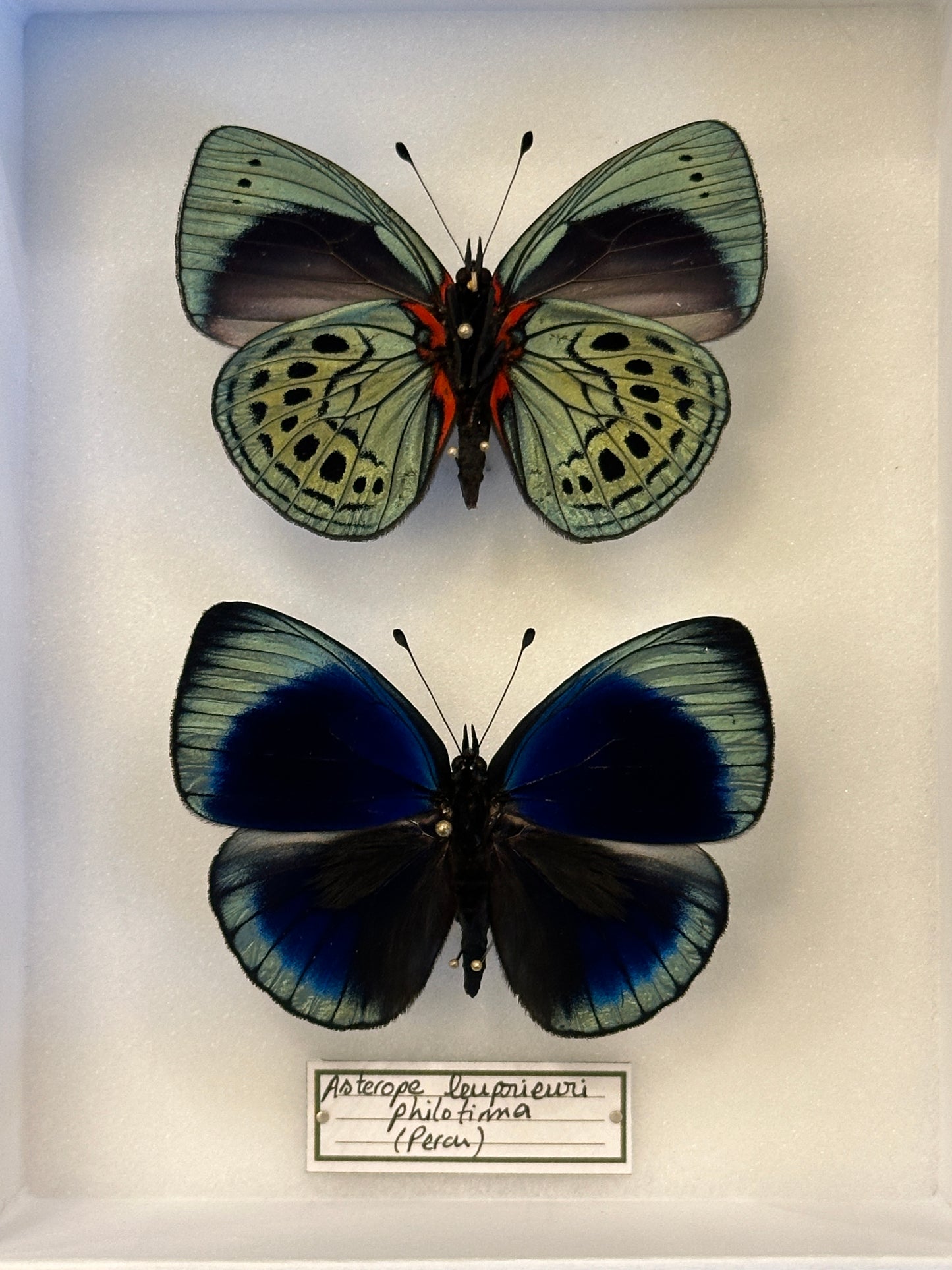 Asterope leprieuri philotima