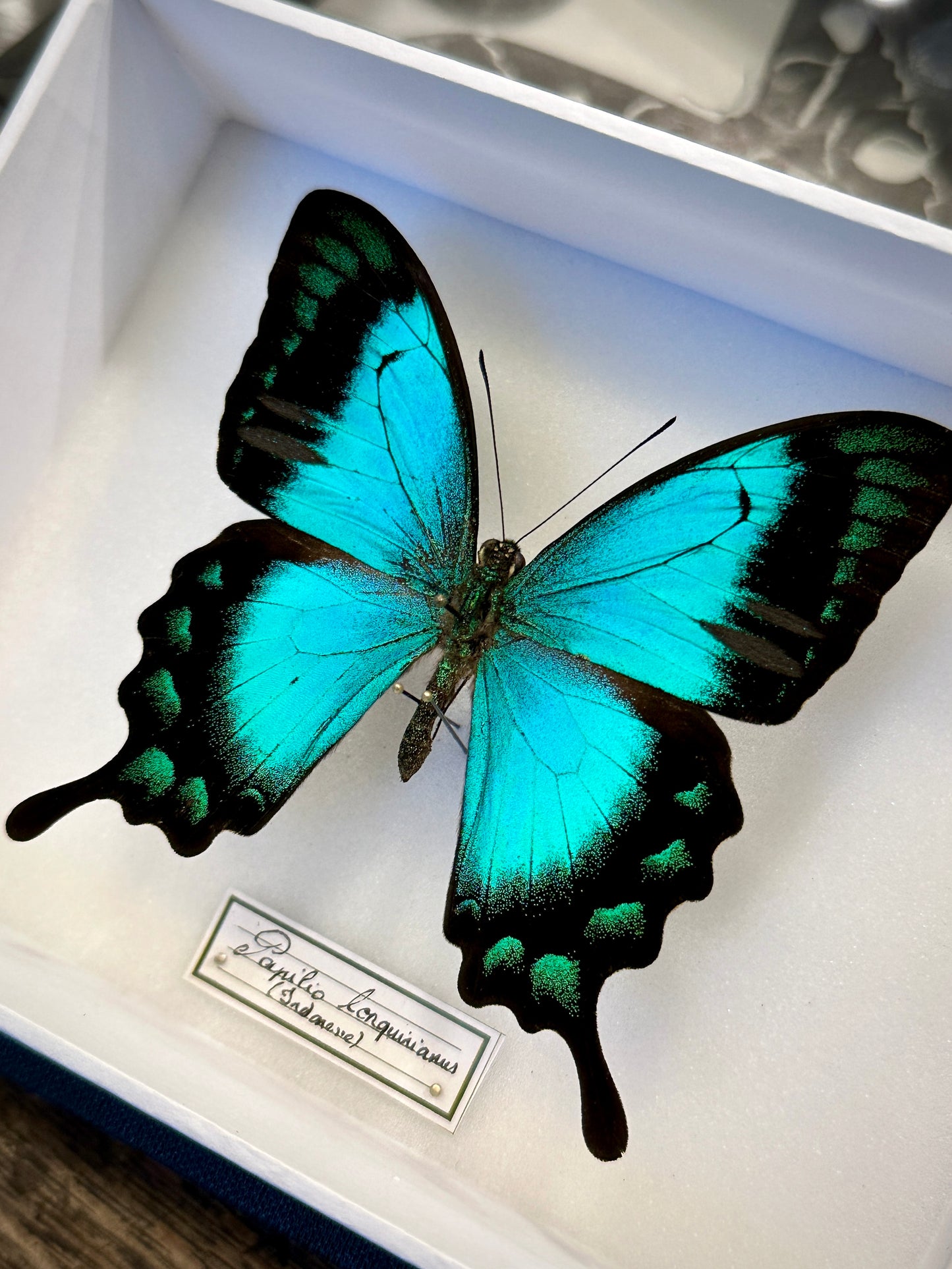 Papilio lorquirianus