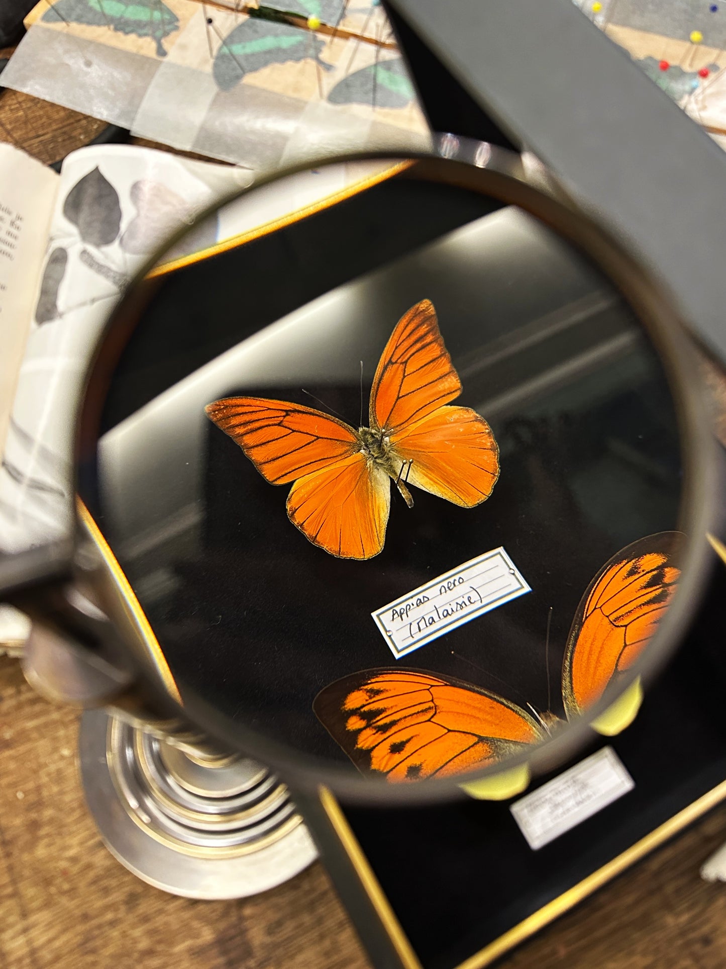 Appias nero et Hebomoia leucippe