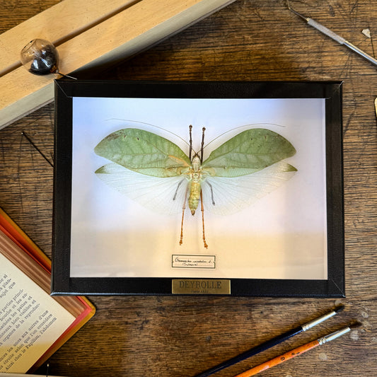 Onomarchus uninotatus